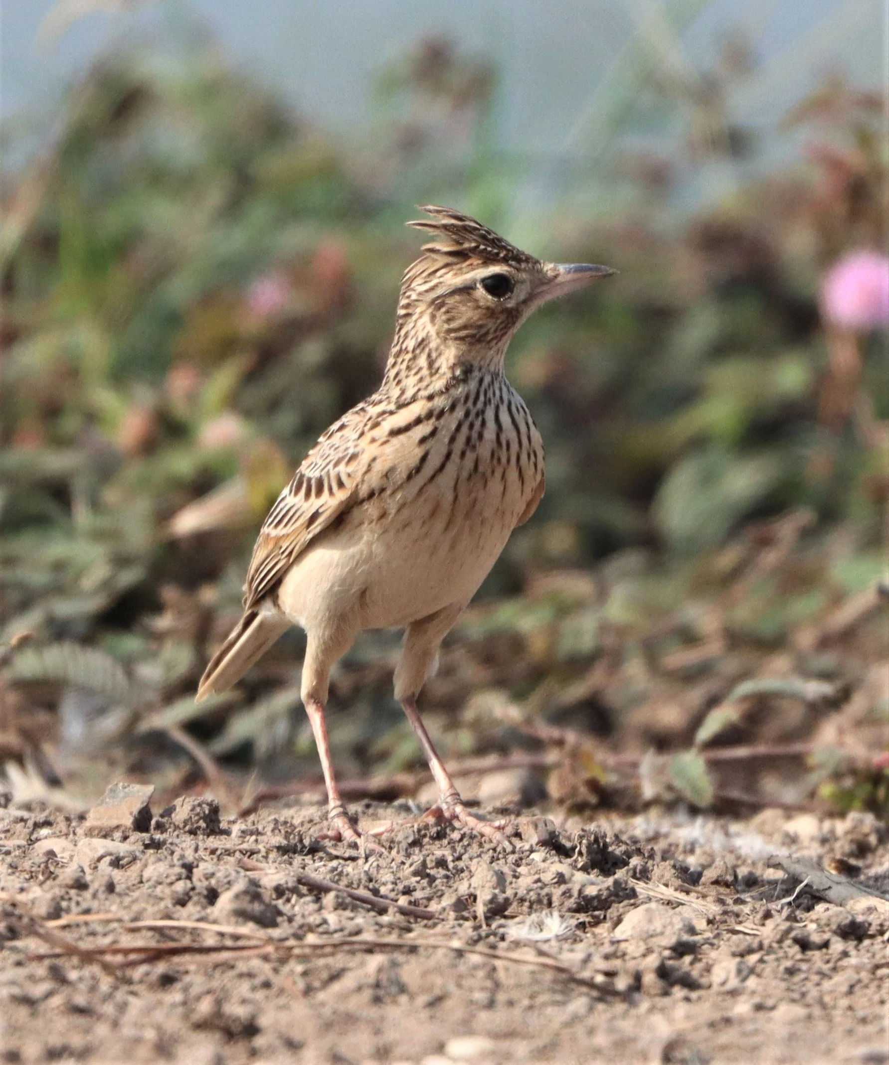 Oriental Skylark (Alauda gulgula) Bang Khaem Wetlands Nakhon Pathom (7).jpg