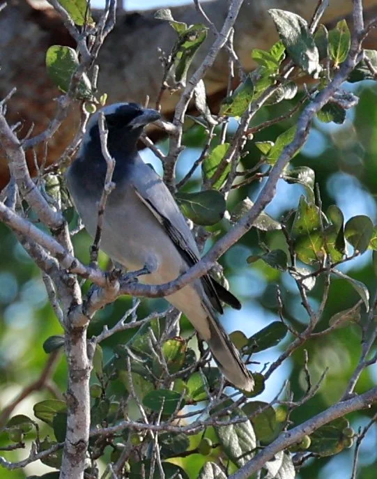 Black-faced Cuckoo-shrike (Coracina novaehollandiae) Bardedjilidji Trails, Kakadu NP - Northern Territory