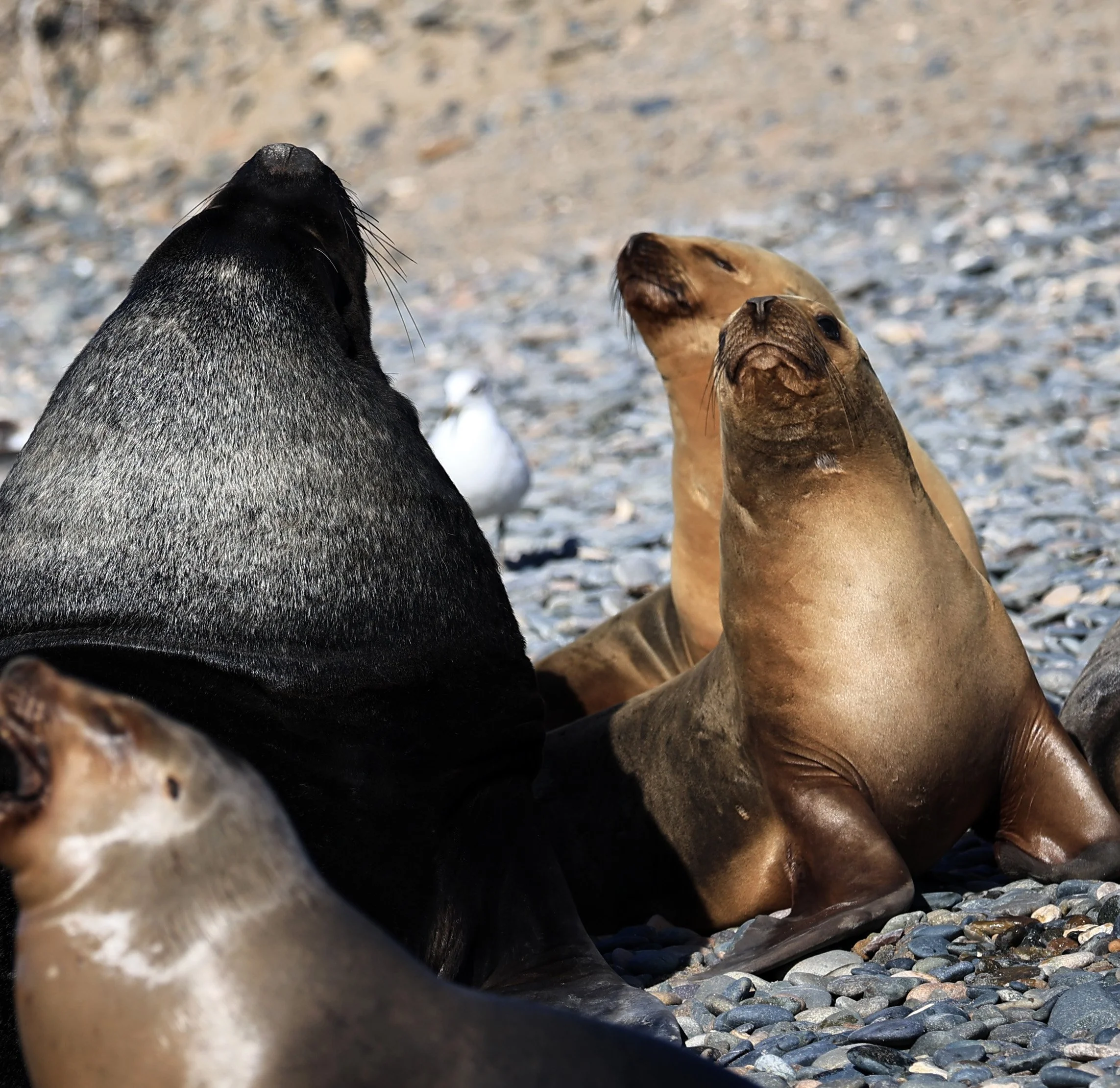 South American Sea Lion (Otaria flavescens) Puerto Rawson Argentina (62).jpg