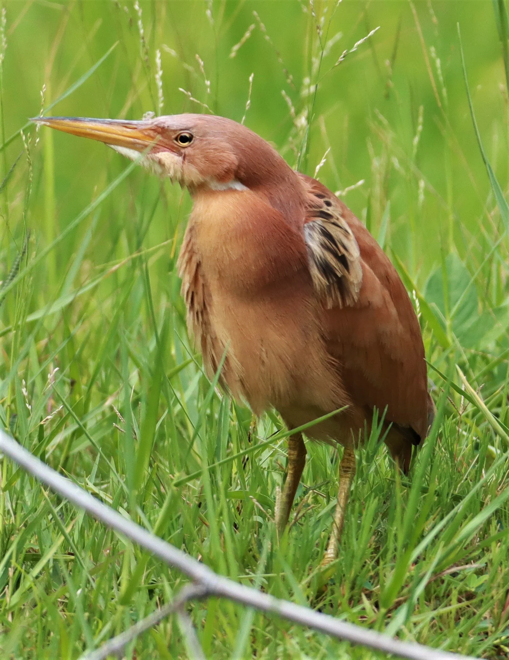 BITTERN - CINNAMON BITTERN (CHESTNUT BITTERN) - Ixobrychus cinnamomeus - BURIRAM HUAI CHORAKHE MAK (82).jpg