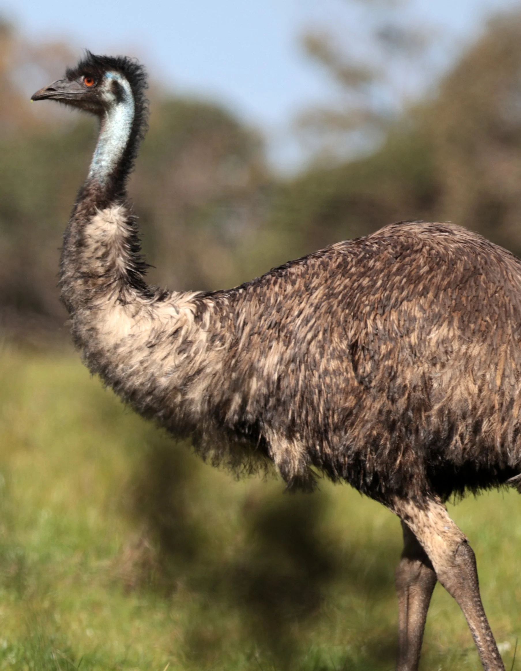Emu (Dromaius novaehollandiae) Mt Frankland NP - Western Australia (63).jpg
