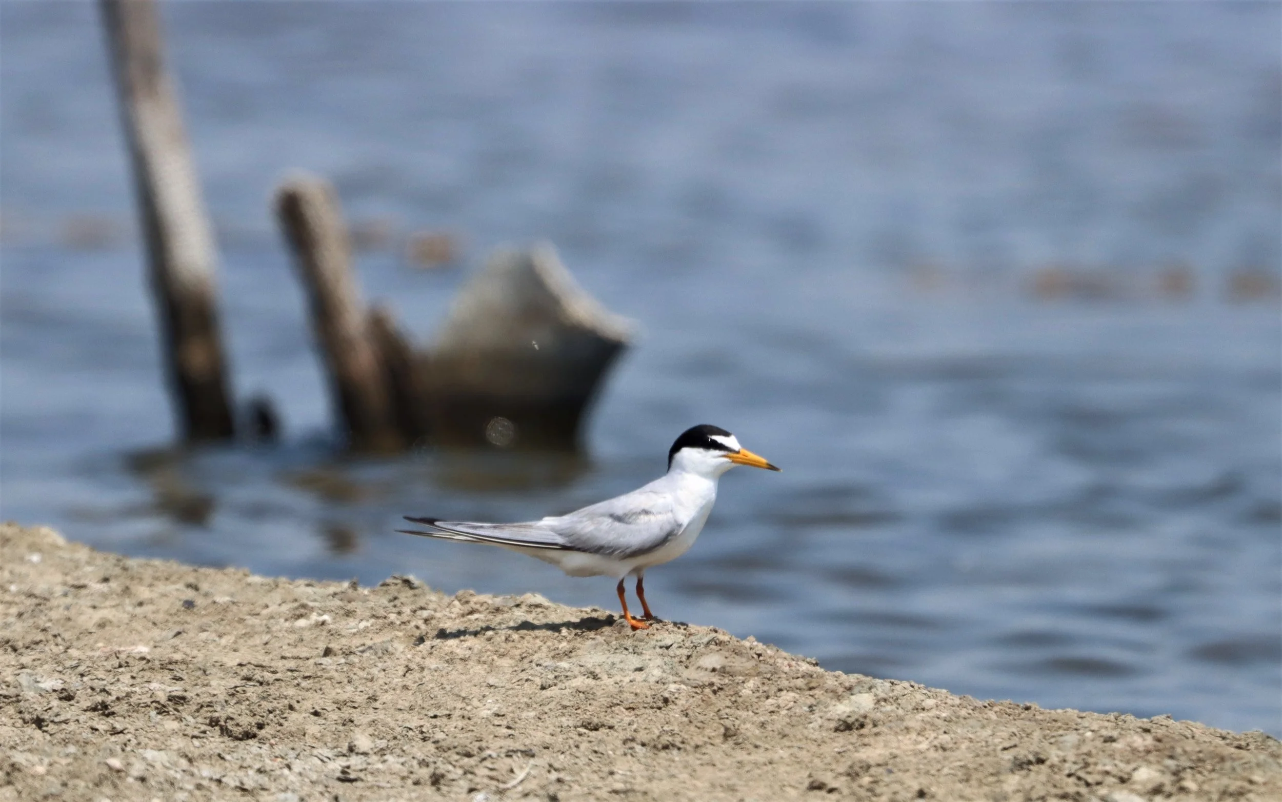 TERN - LITTLE TERN - Sterna albifrons - BANG PAKONG SALT PANS CHACHOENGSAO WEST OF RIVER (4).jpg