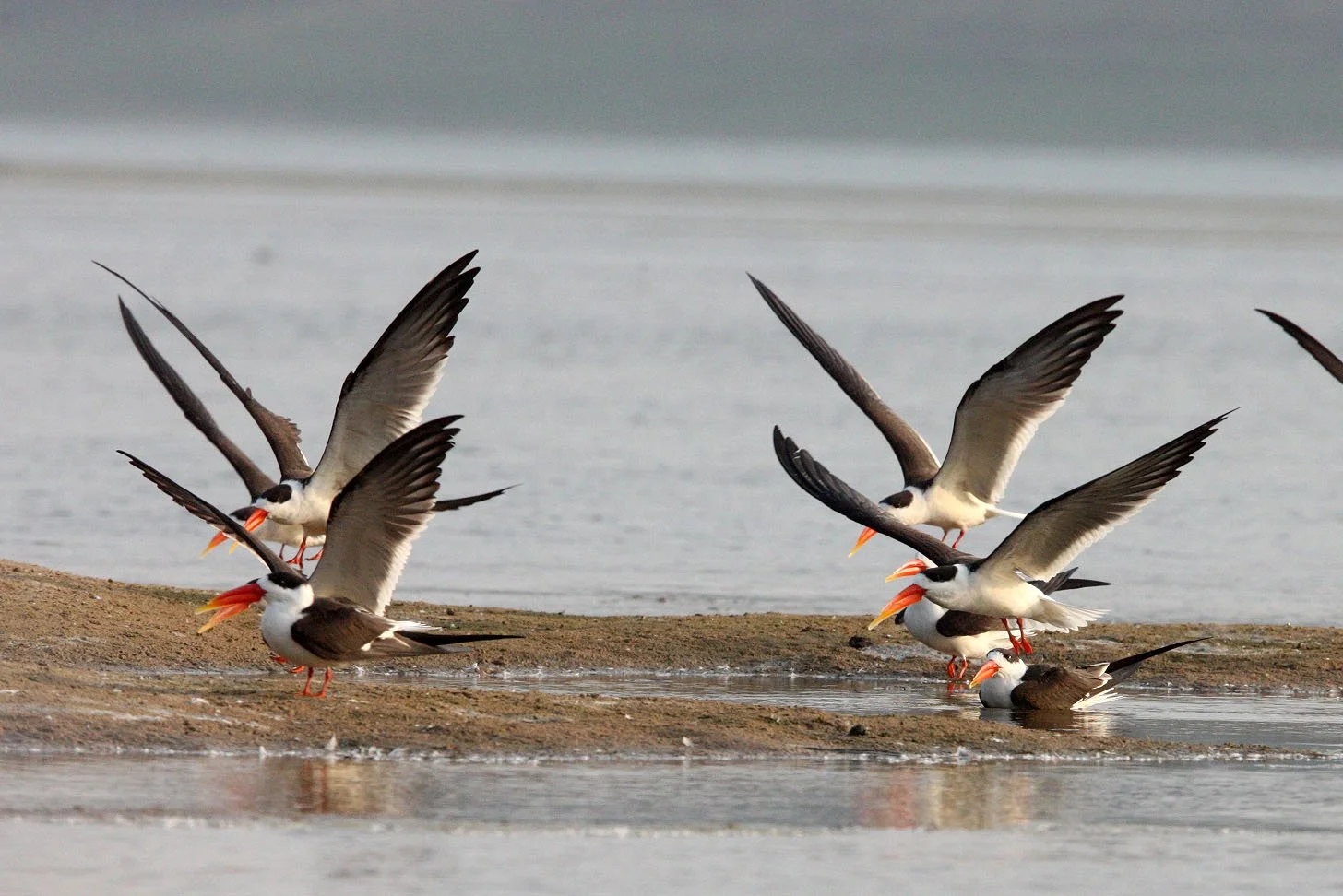 BIRD - SKIMMER - INDIAN SKIMMER - CHAMBAL SANCTUARY INDIA (8).JPG