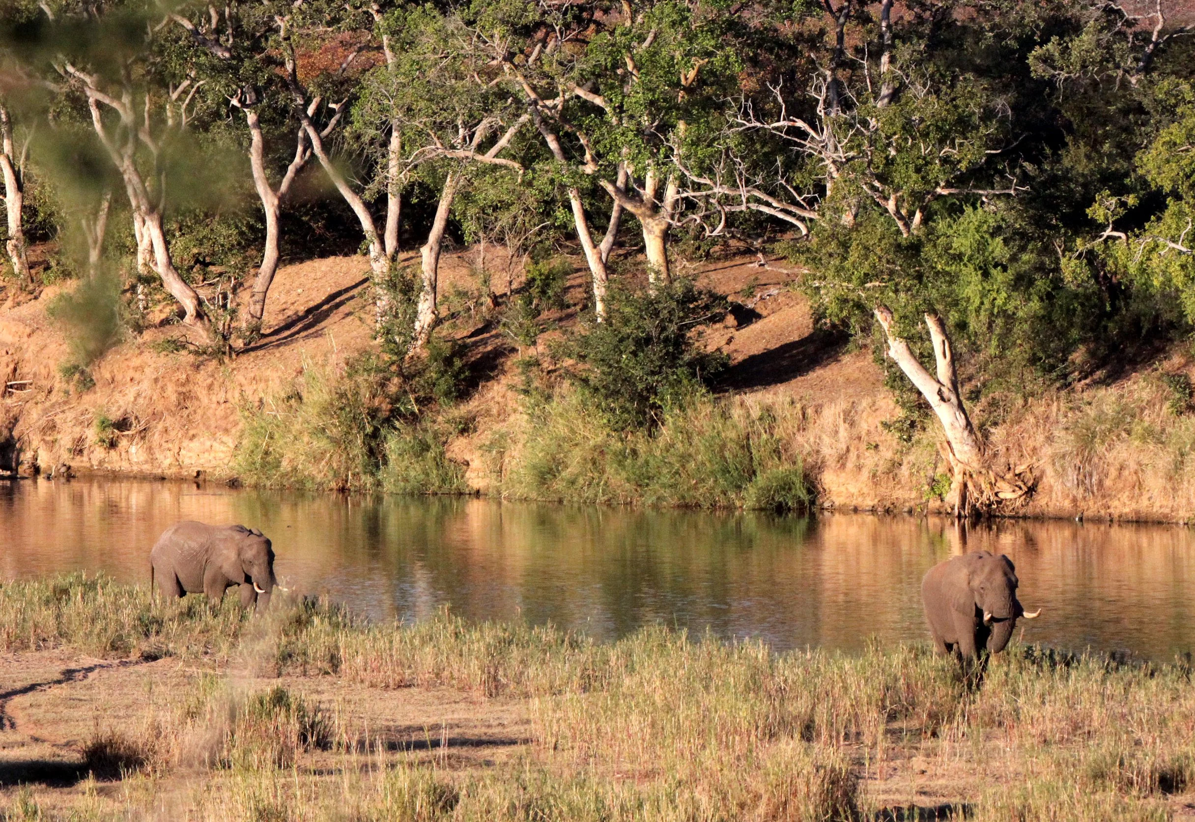 ELEPHANT - AFRICAN ELEPHANT - ALONG THE OLIFANTS RIVER - KRUGER NATIONAL PARK SOUTH AFRICA (2).JPG