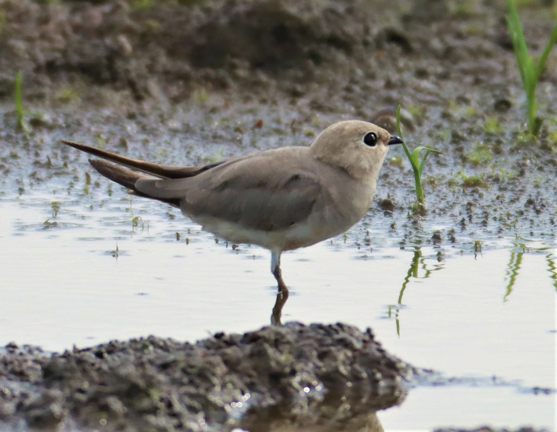 PRATINCOLE - SMALL PRATINCOLE - Glareola lactea - BANG KHAEM NAKHON PATHOM (29).jpg