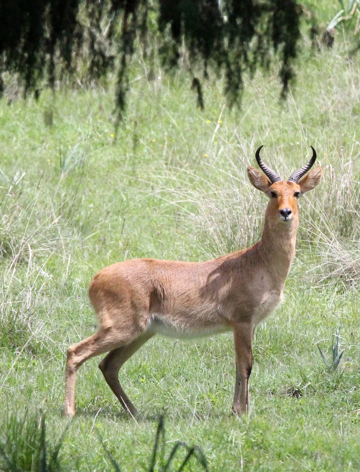 REEDBUCK - EASTERN BOHOR REEDBUCK - Redunca bohor - BALE MOUNTAINS NATIONAL PARK ETHIOPIA (17).JPG