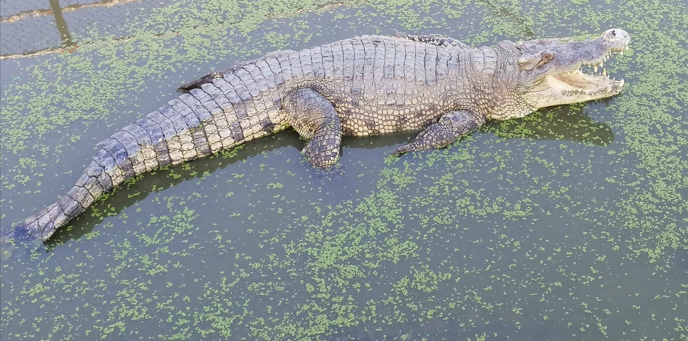 2019 Motorcycle Ride to the Crocodile Farm with Cokie Samut Prakan (46).jpg