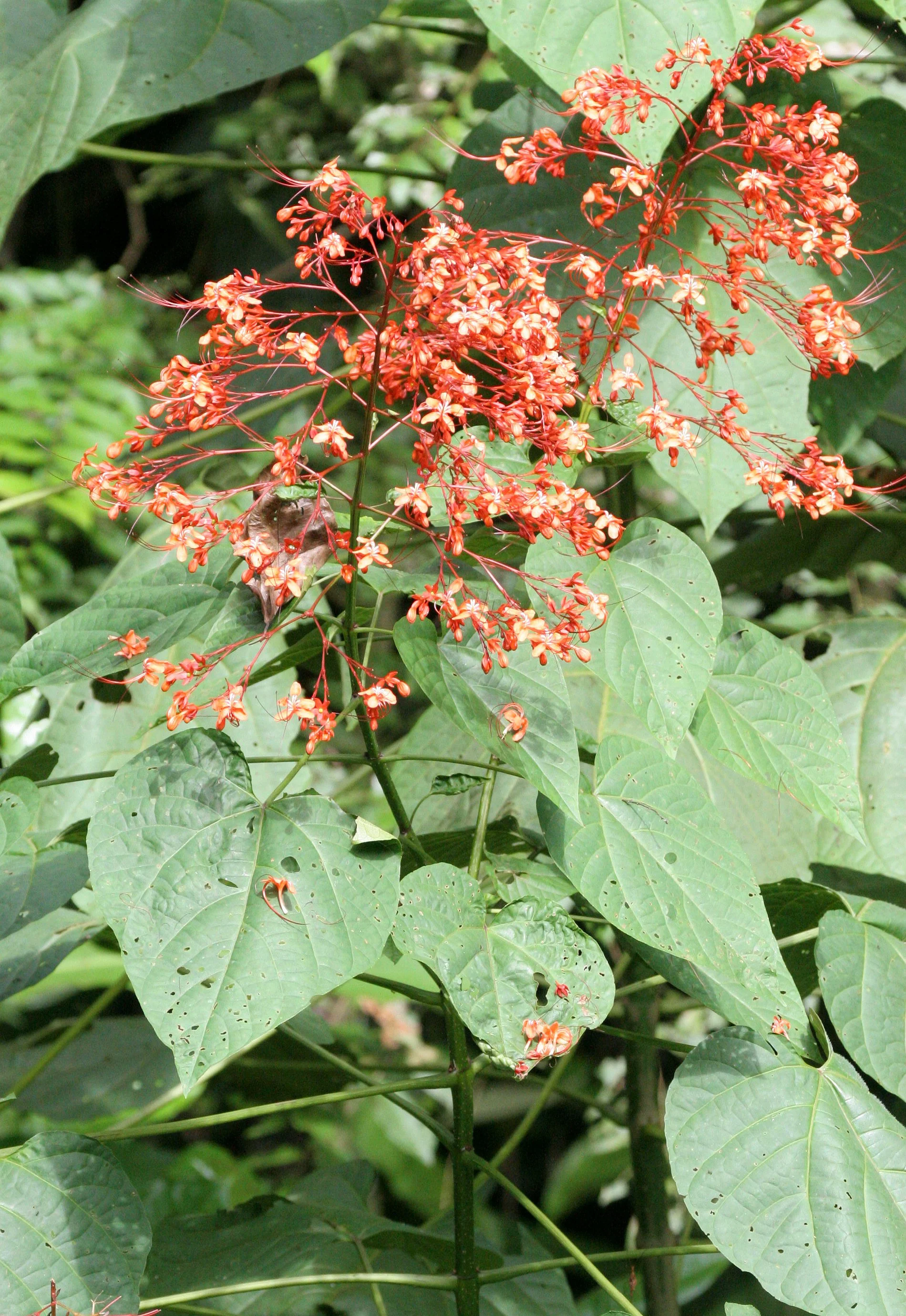 KINABATANGAN RIVER BORNEO - PAGODA FLOWER - CLERODENDRUM PANICULATUM - KINABATANGAN RIVER BORNEO (2).JPG