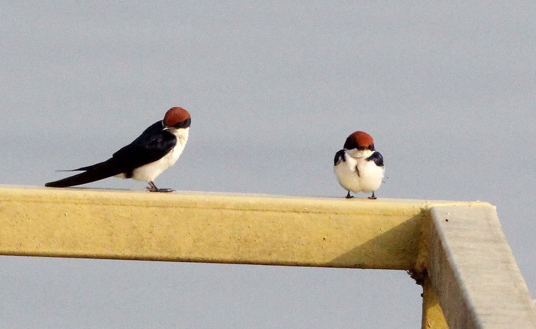 Wire-tailed Swallow (Hirundo smithii) Murchison Falls NP Uganda (2).JPG