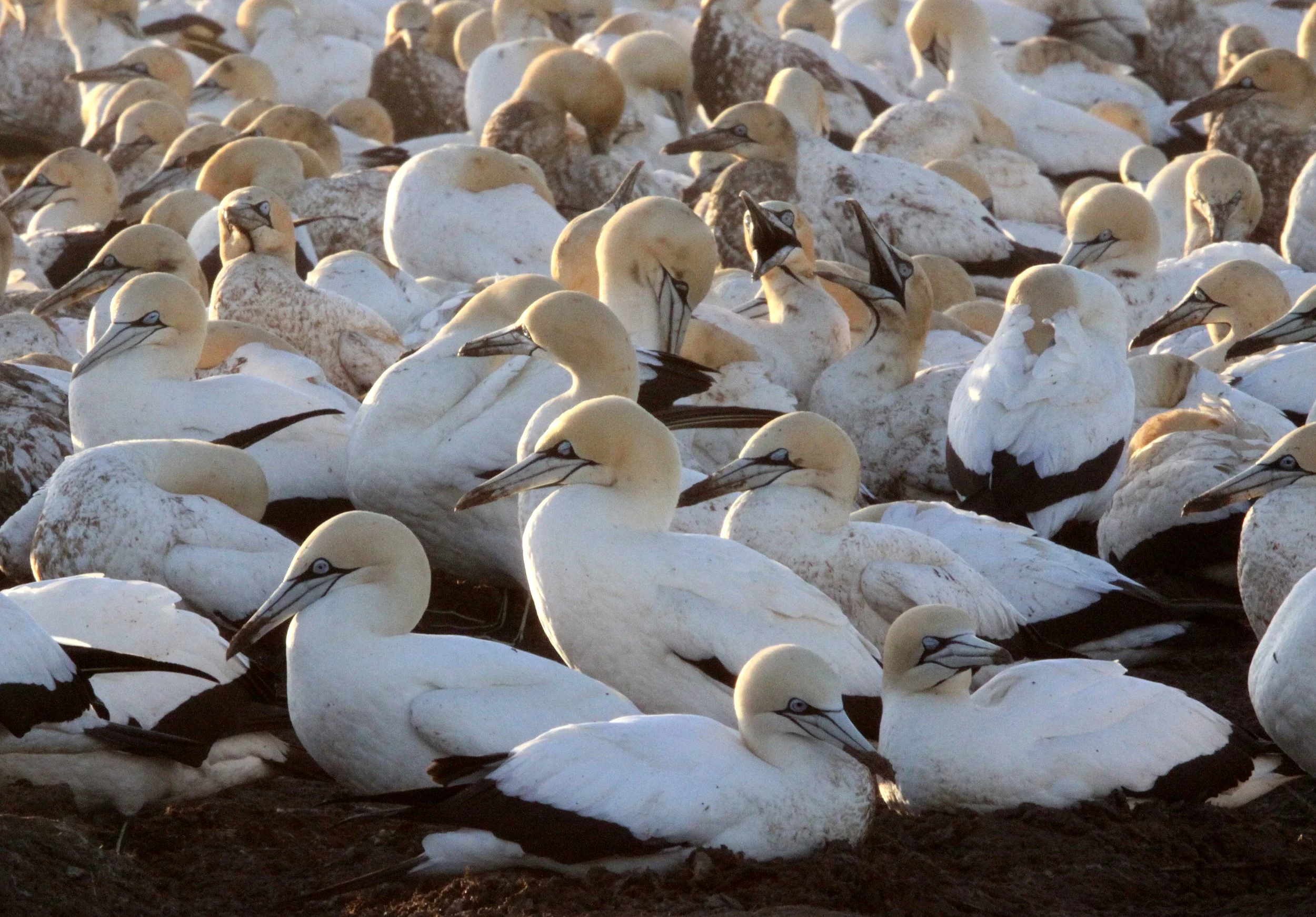 Cape gannet (Morus capensis) Lambert's Bay South Africa (115).JPG