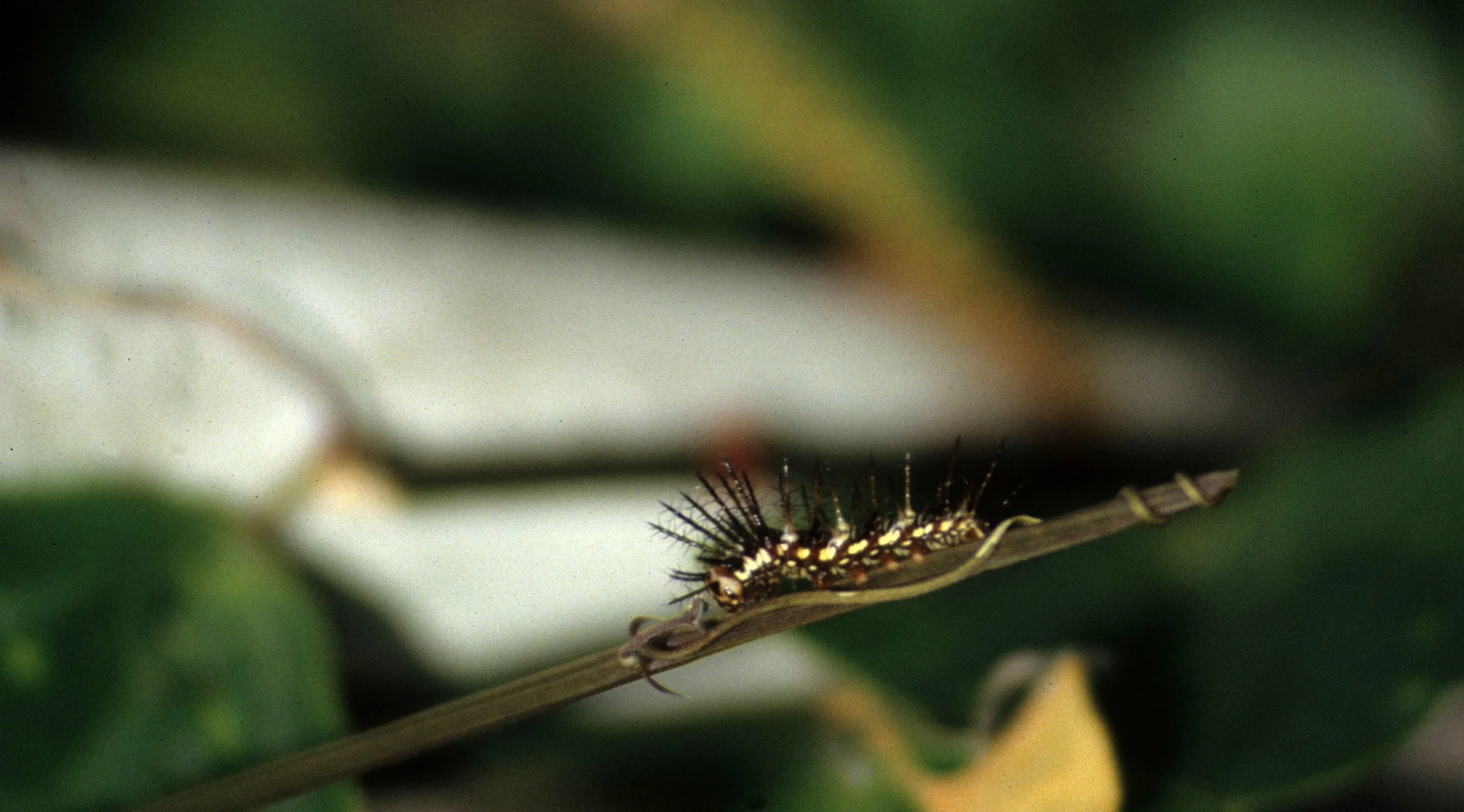 INVERTS - LEP - POISON CATERPILAR (2).jpg