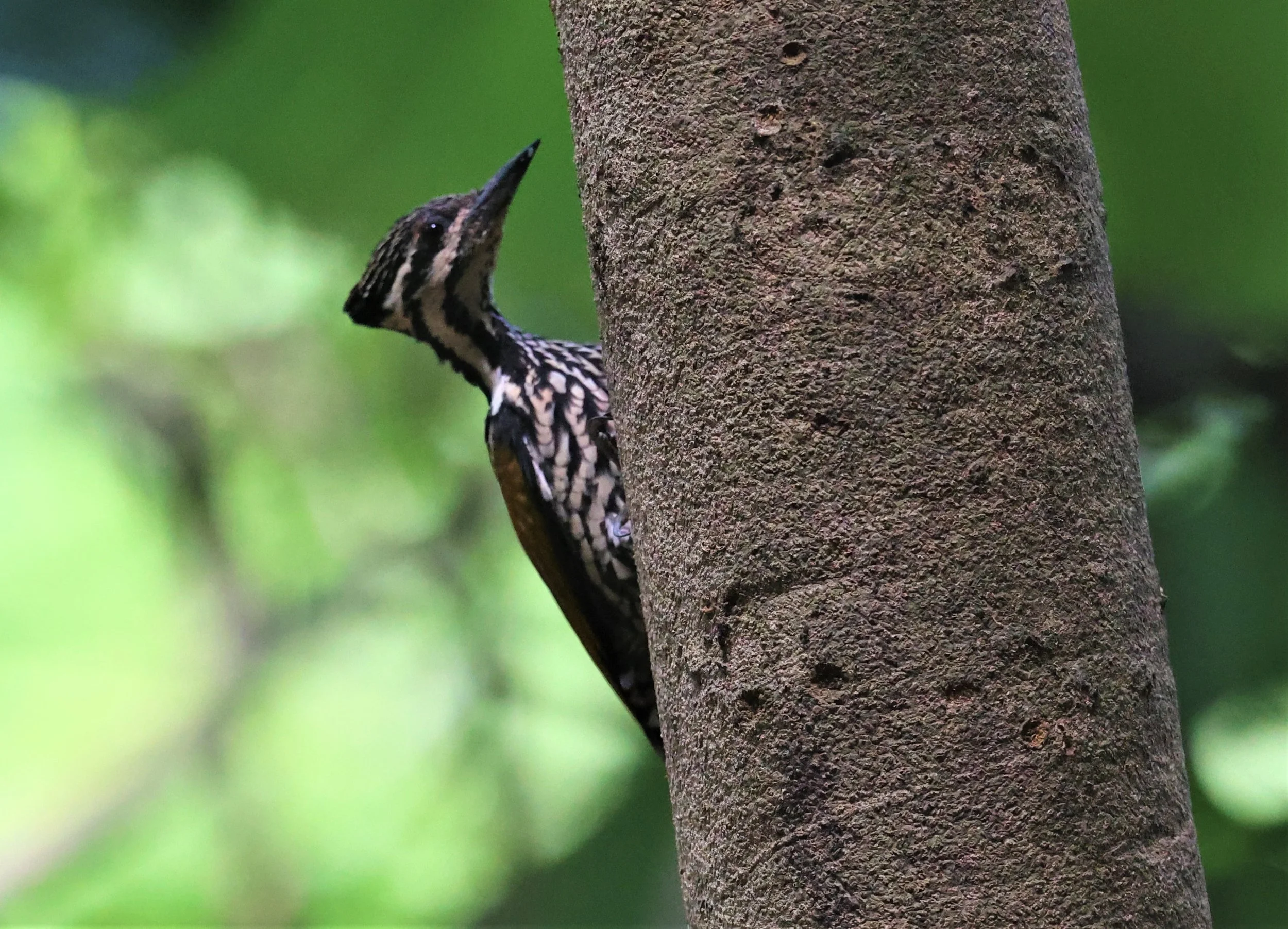 WOODPECKER - COMMON FLAMEBACK - Dinopium javenense - BAAN MAKA RESORT PETCHABURI PROVINCE (1).jpg