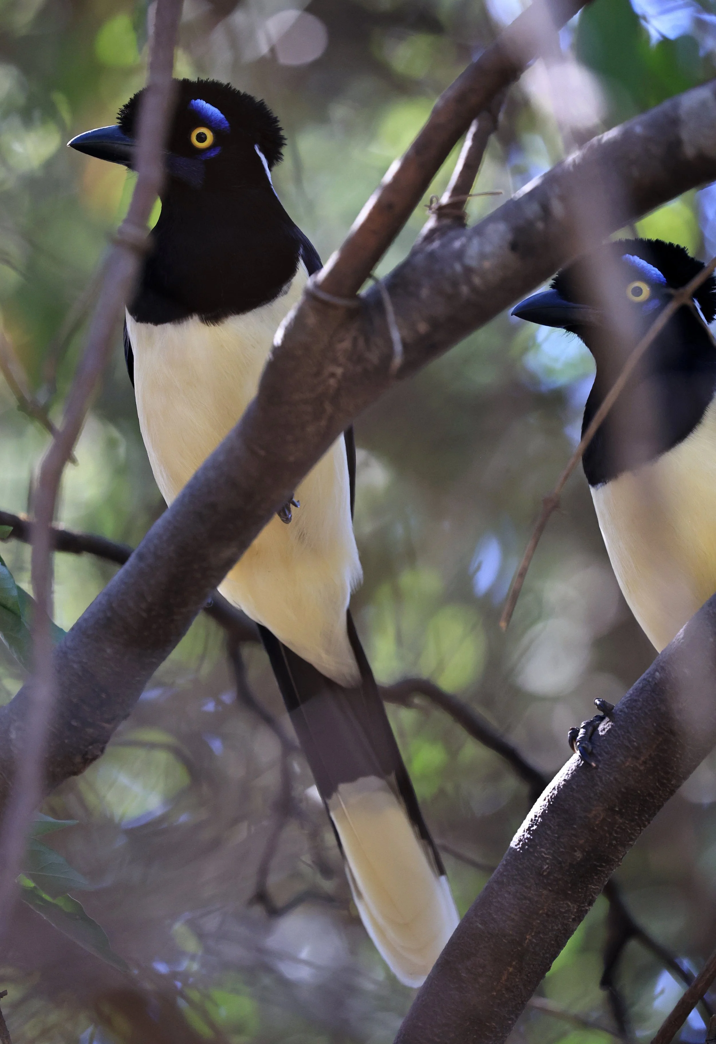 Plush-crested Jay (Cyanocorax chrysops) Agua Dulce Paraguay (16).jpg