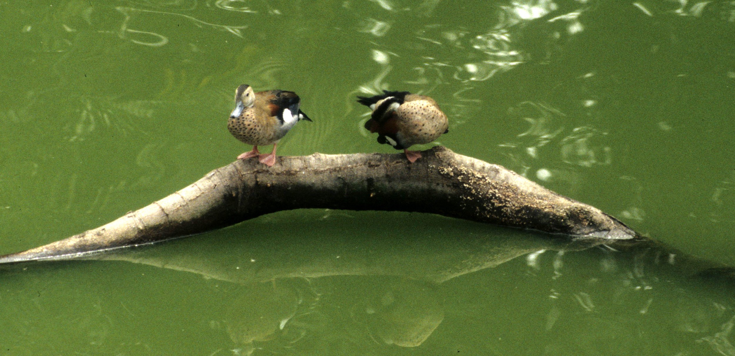 BIRD - DUCK SPECIES - CHINA.jpg