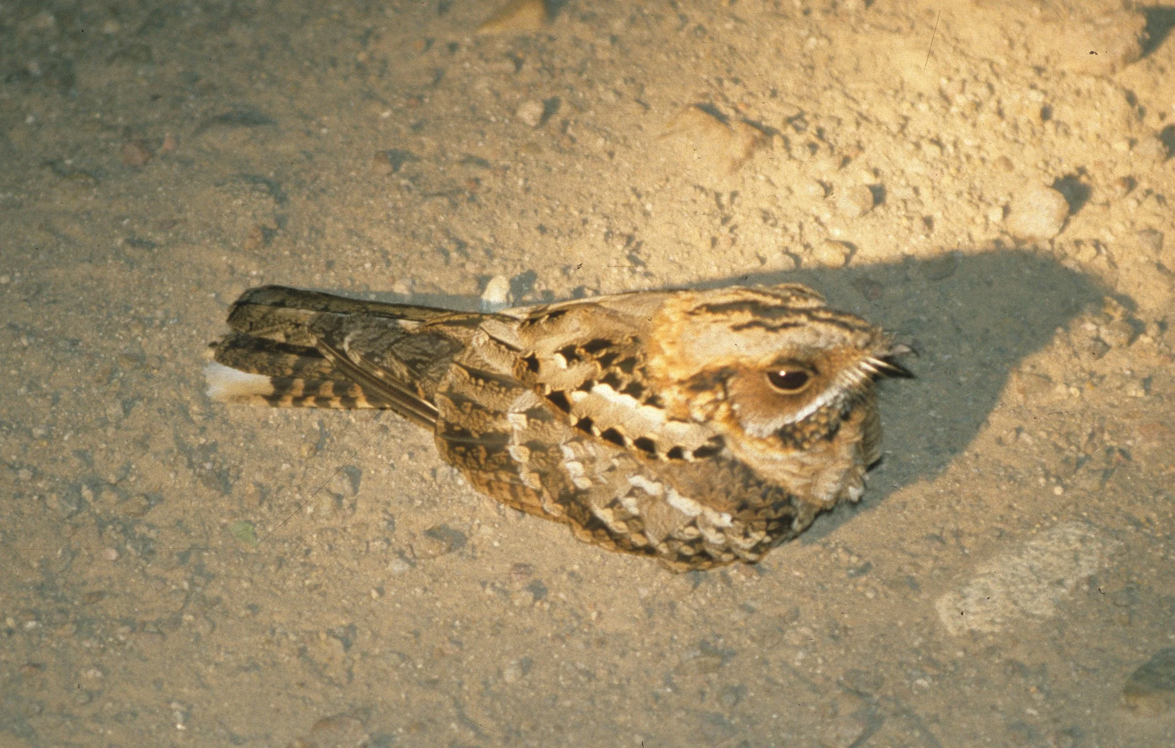 BIRDS - NIGHTJAR - FIERYNECKED KRUGER.jpg