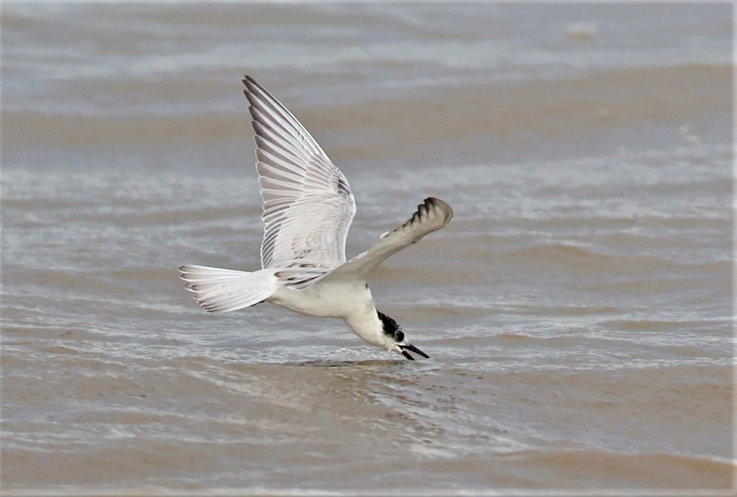TERN - WHISKERED TERN - Chlidonias hybridus -BANG PU MANGROVE FOREST RESERVE SEP 21 21 (4).jpg