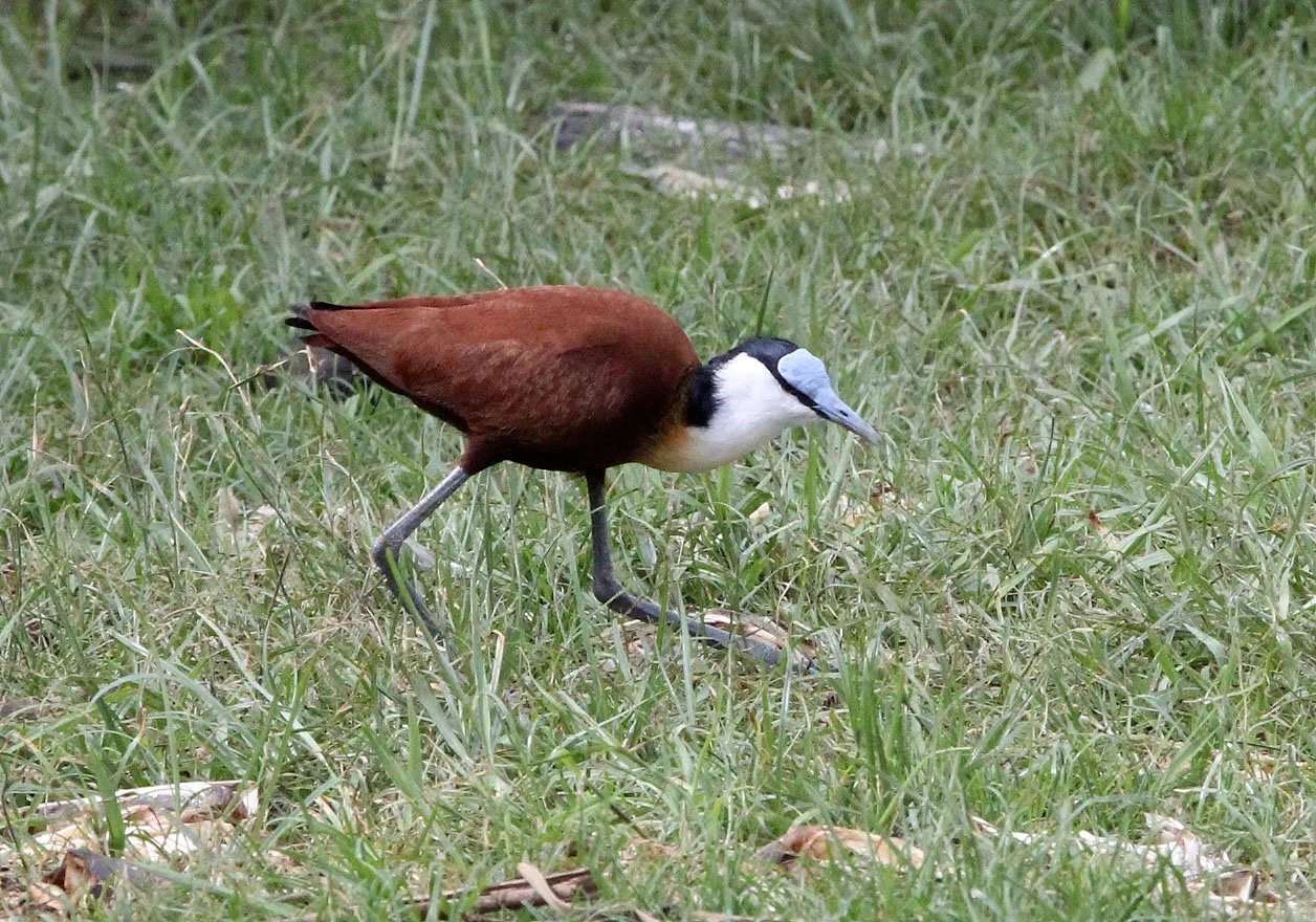 African Jacana - Actophilornis africanus - Ziway Lake Ethiopia (2).JPG