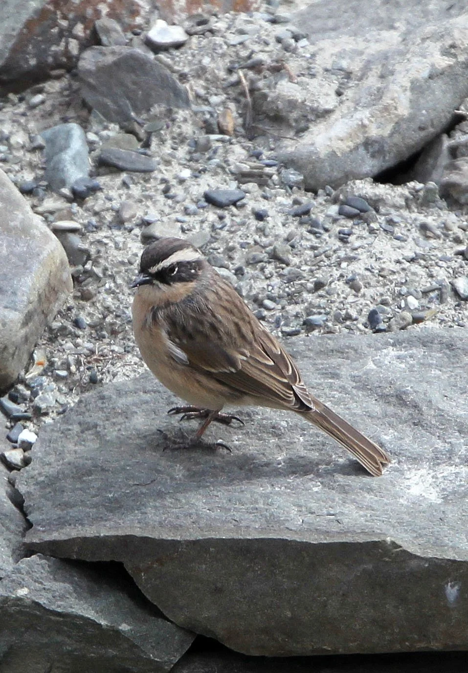 Brown Accentor (Prunella fulvescens) Hemis NP Ladakh India (6).JPG
