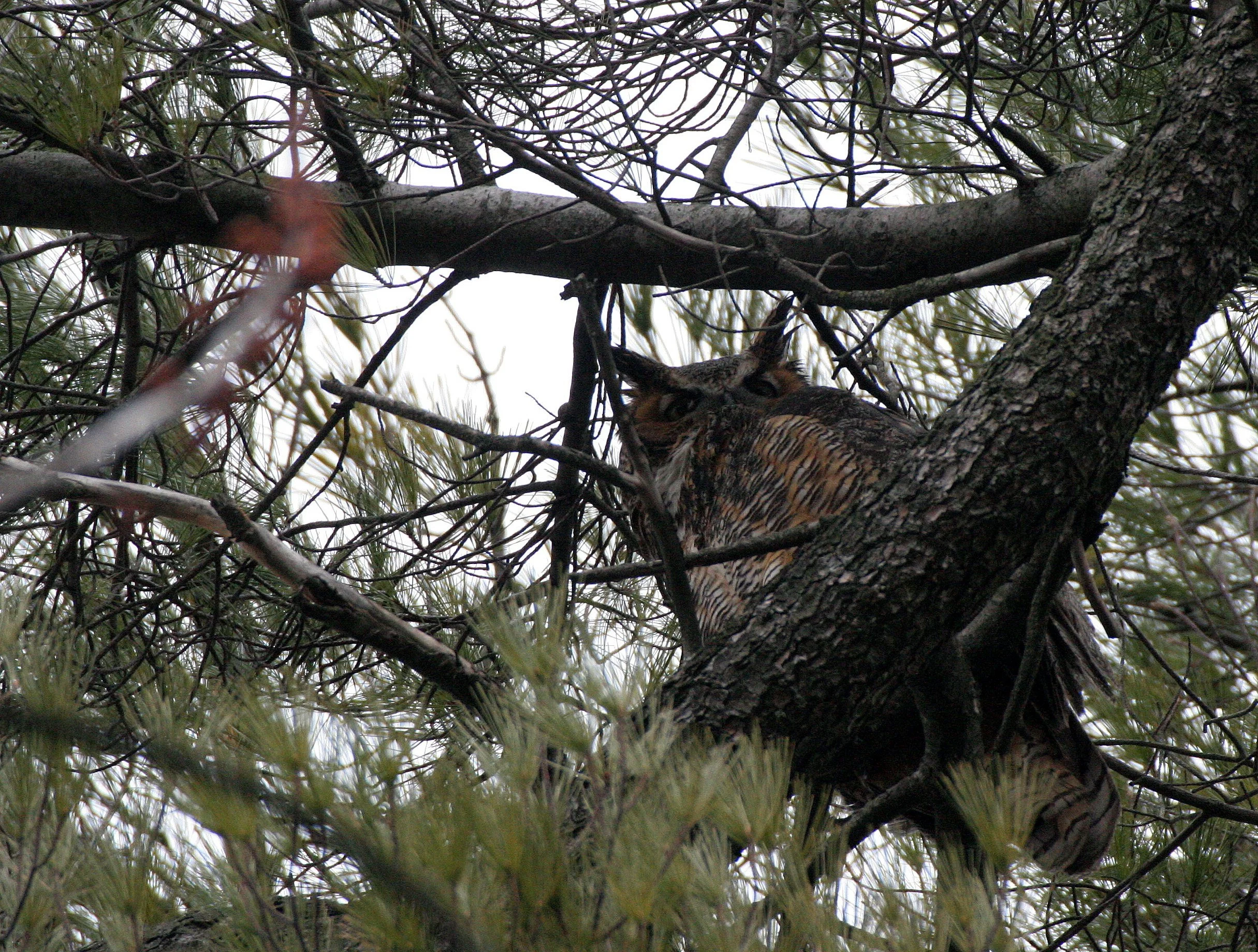 Bubo virginianus - GREAT-HORNED OWL - GENEVA COURTHOUSE ILLINOIS (13).JPG