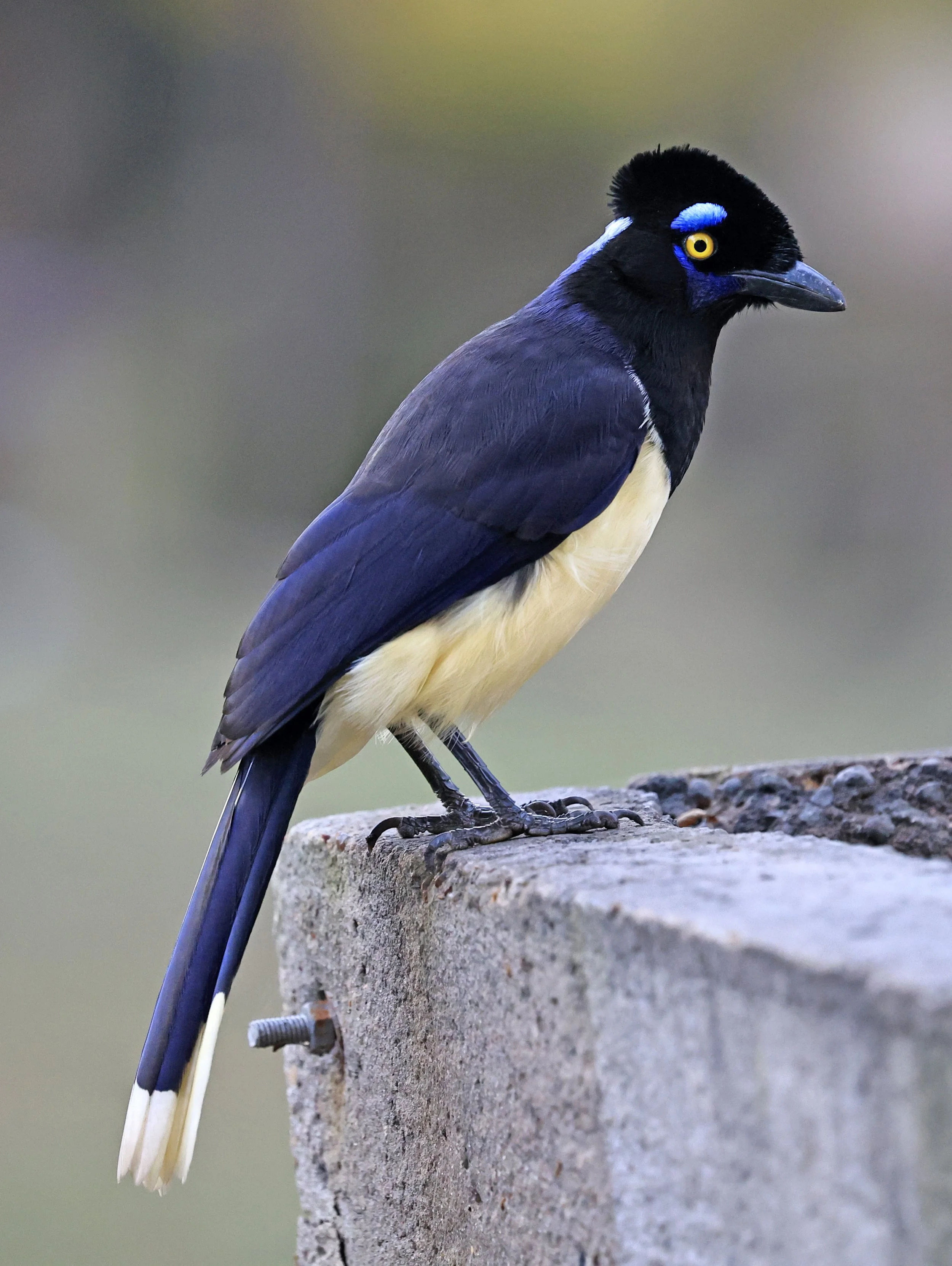 Plush-crested Jay (Cyanocorax chrysops) El Palmar National Park, Entre Rios, Argentina (23).jpg