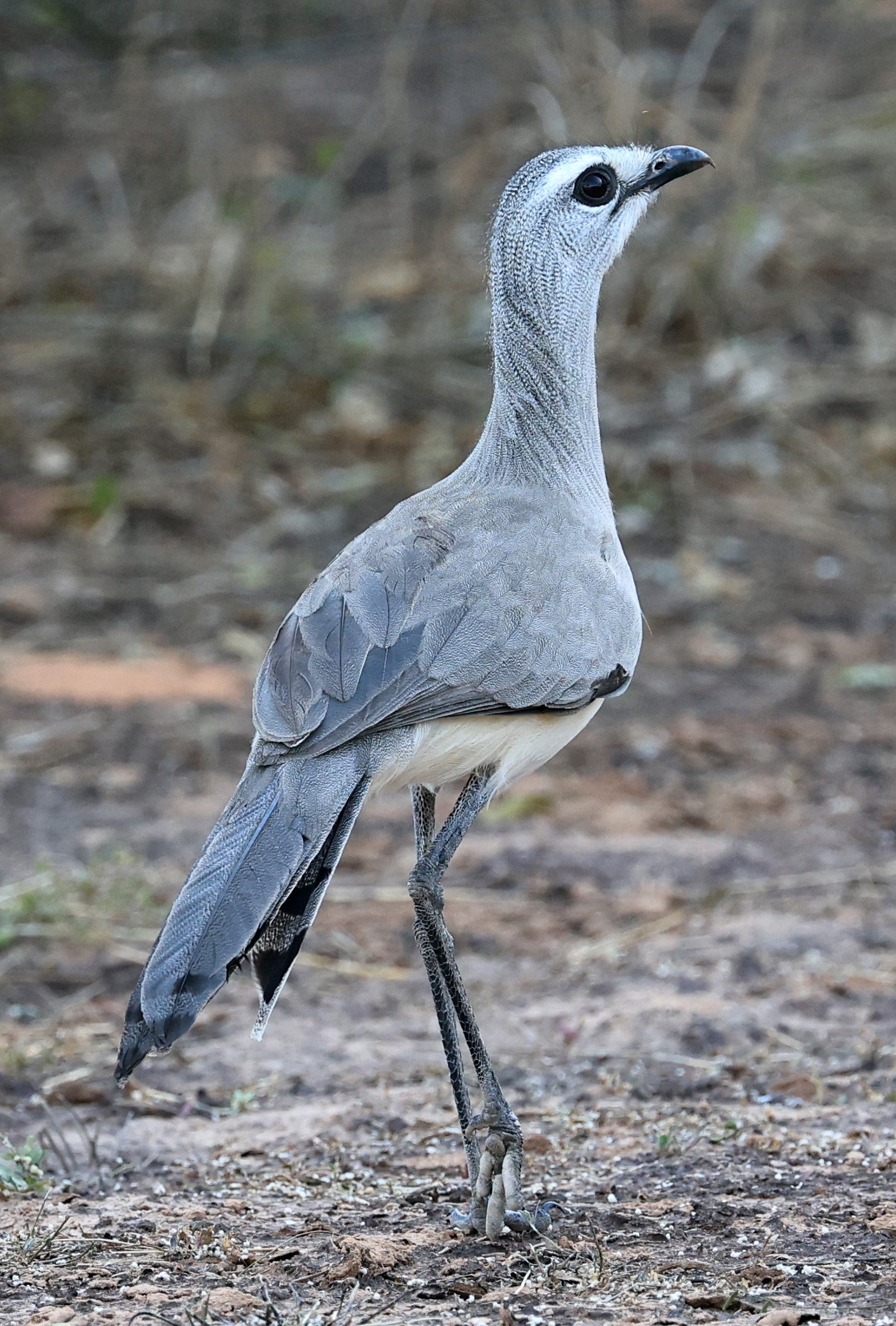 Black-legged Seriema (Chunga burmeisteri) Parque Nacional Teniente Agripino Enciso (21).jpg