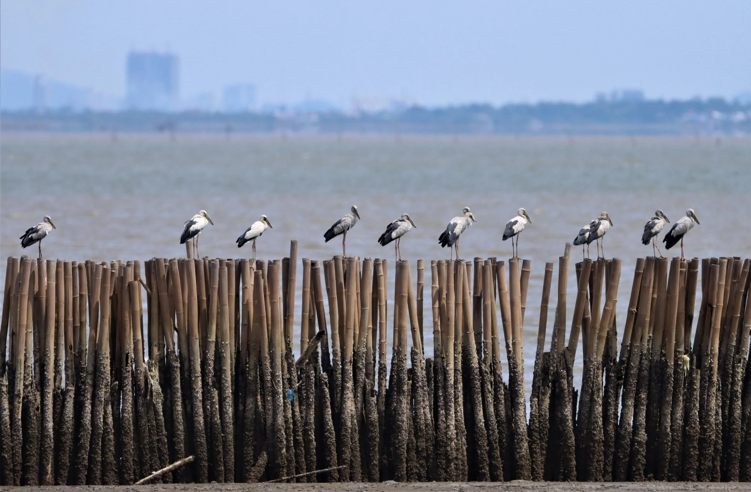 STORK - ASIAN OPENBILL - Anastomus oscitans - CHACHOENGSAO MUDFLATS.jpg