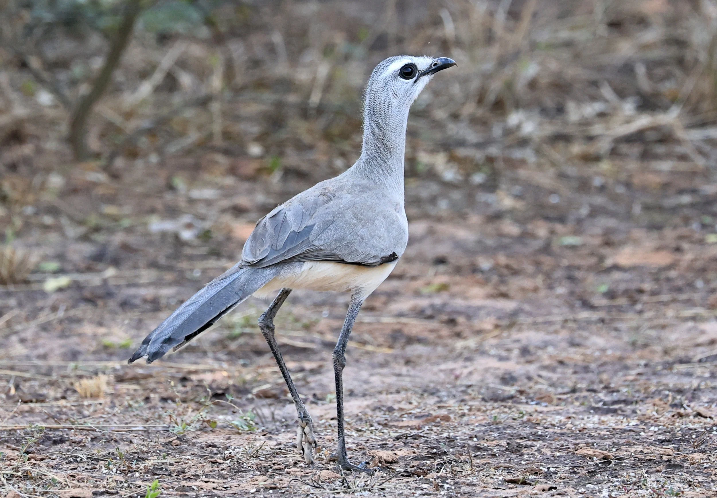 Black-legged Seriema (Chunga burmeisteri) Parque Nacional Teniente Agripino Enciso