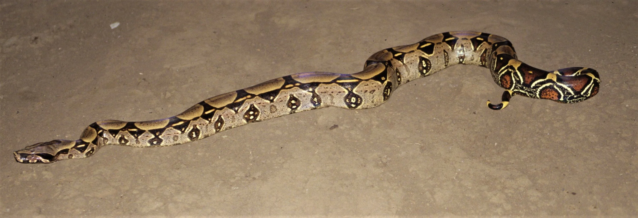 Red-tailed Boa (Matacaballo amazónica) Kapawi, Ecuador