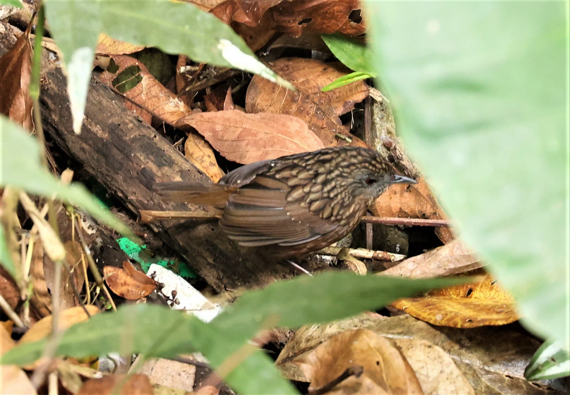 WREN-BABBLER - STREAKED WREN-BABBLER - Gypsophila brevicaudata - DOI ANG KHANG CHIANG MAI (1).jpg