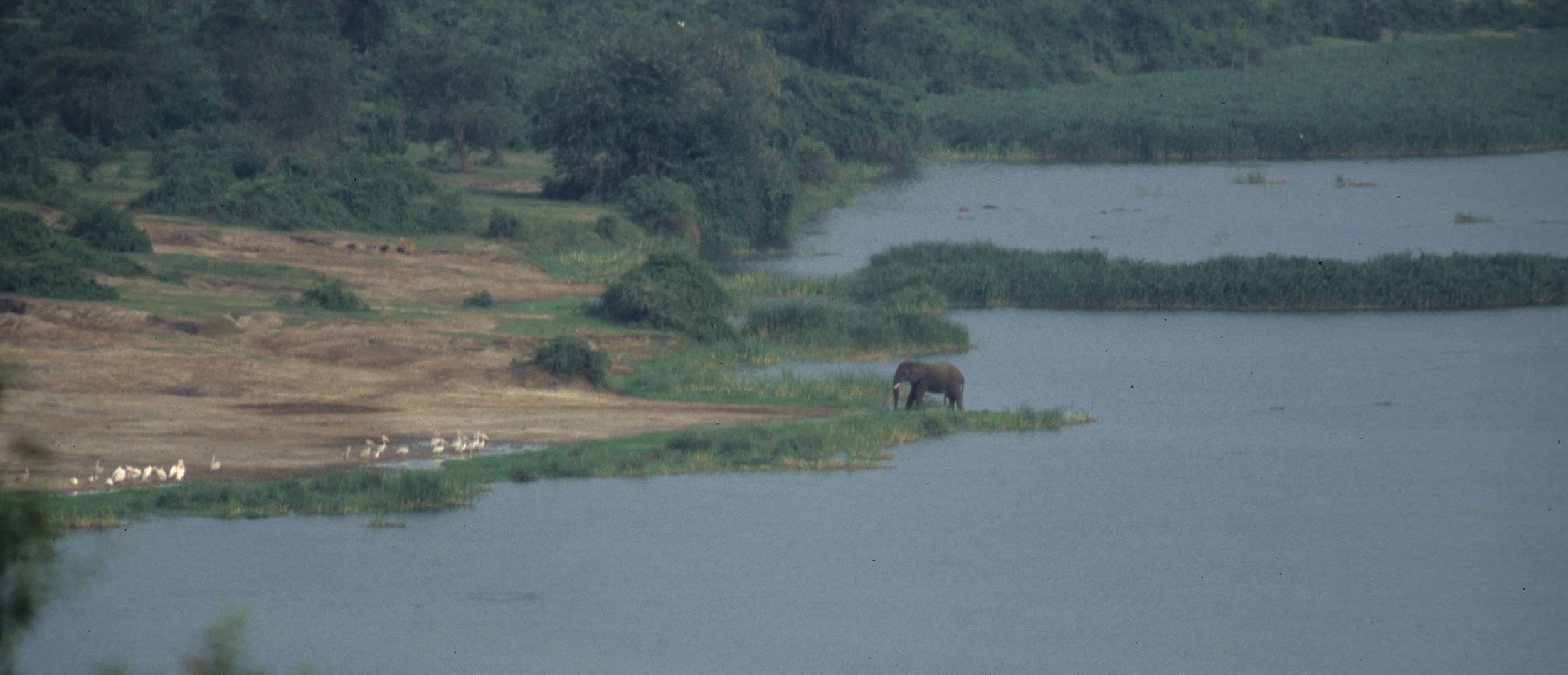 ELEPHANT - UGANDA 12.jpg