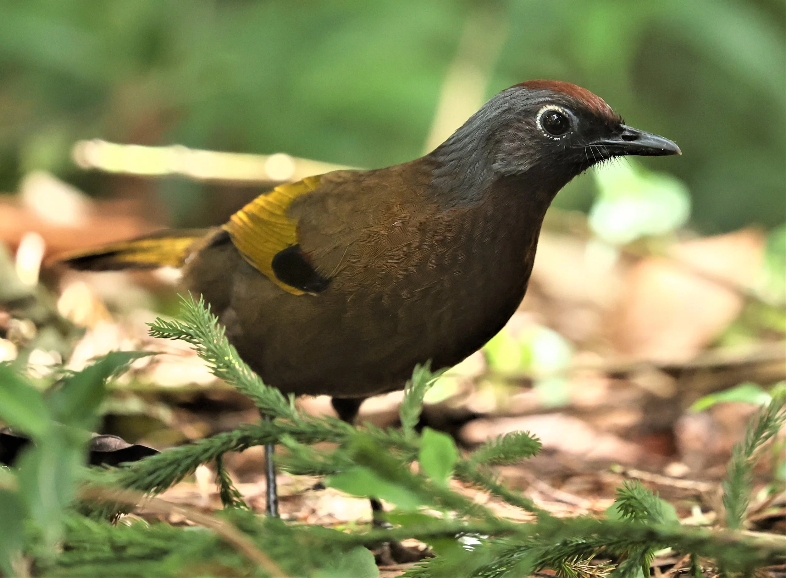 Trochalopteron peninsulae - MALAYAN LAUGHINGTHRUSH - FRASER'S HILL, MALAYSIA JUNE 2022 (30).jpg