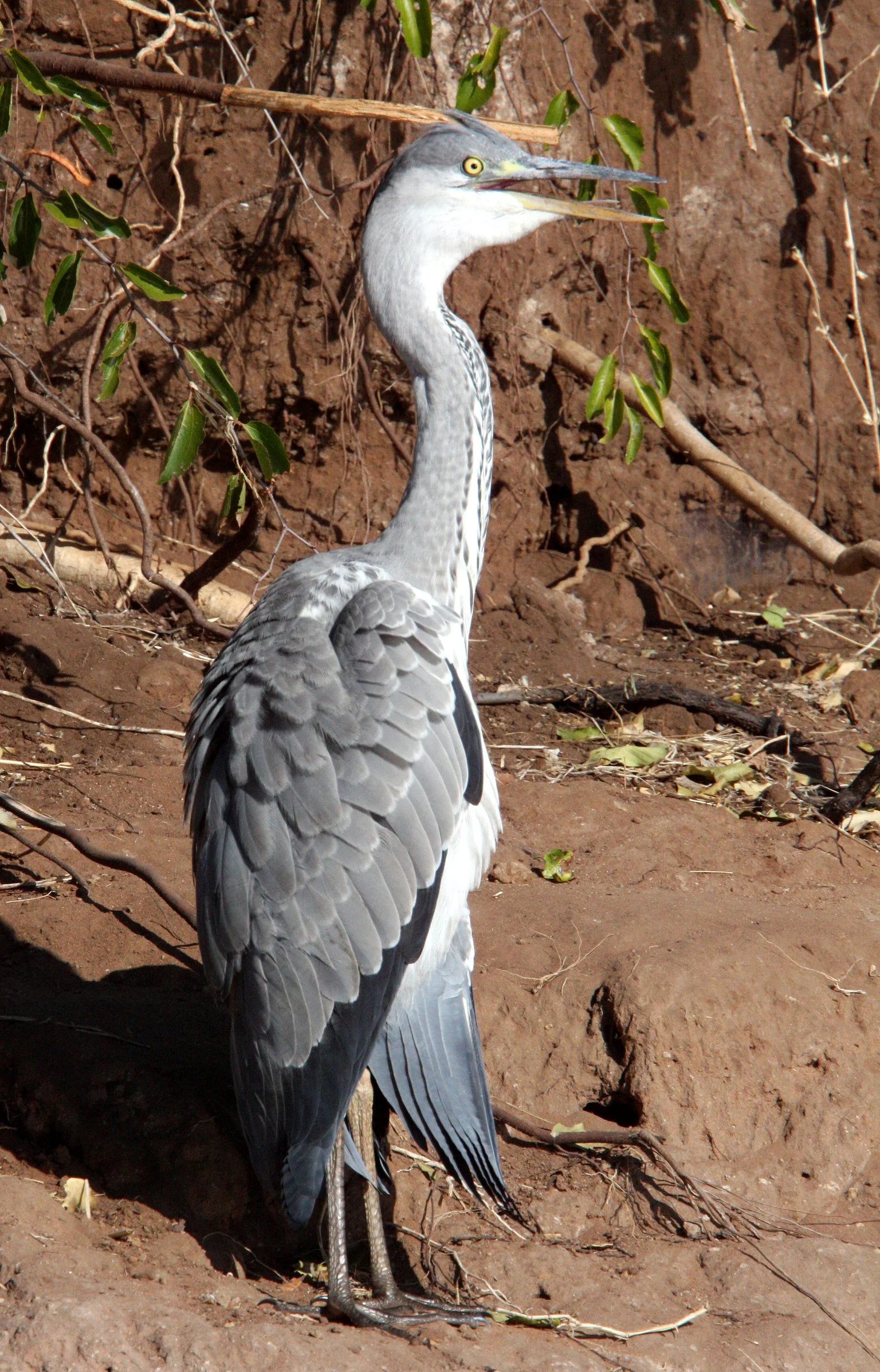 HERON - GREY HERON -  Ardea cinerea - CHOBE NATIONAL PARK BOTSWANA (16).JPG
