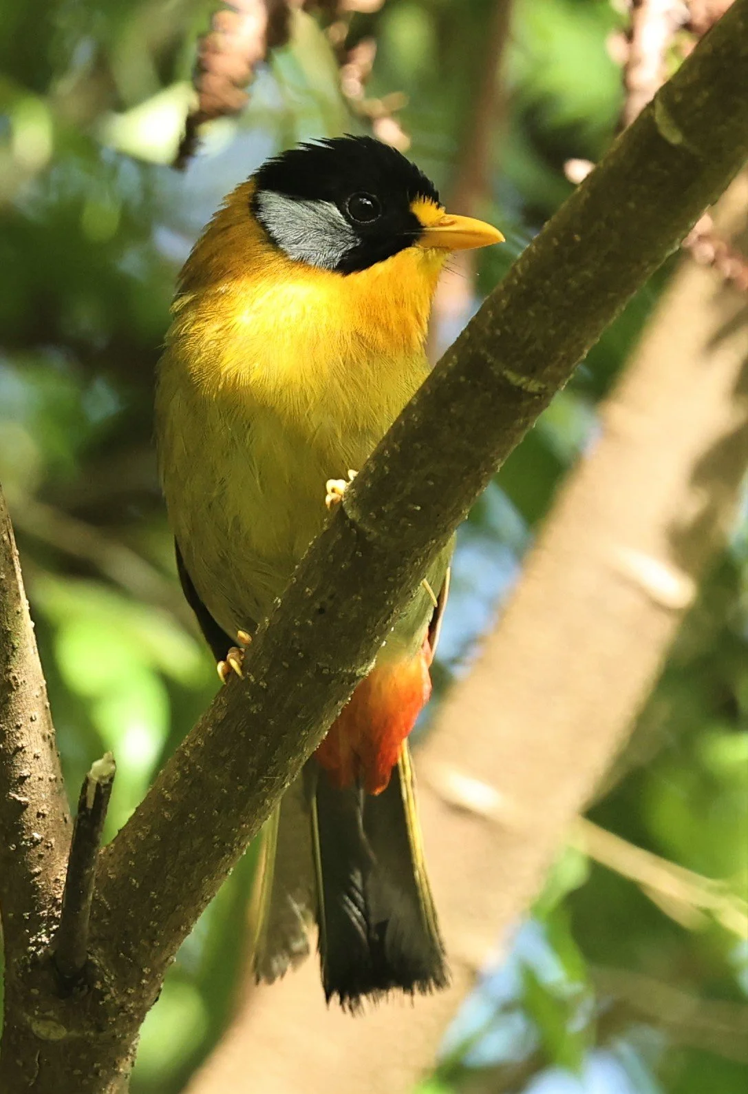 Leiothrix argentauris - SILVER-EARED MESIA - FRASER'S HILL, MALAYSIA JUNE 2022 (28).jpg