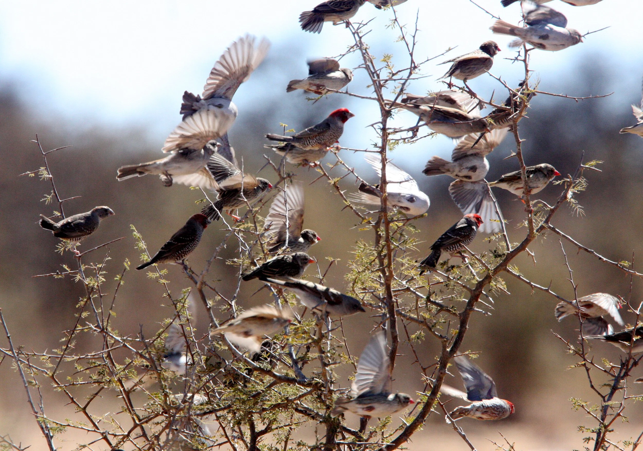 Red-billed Quelea (Quelea quelea) Etosha NP Namibia (14).JPG