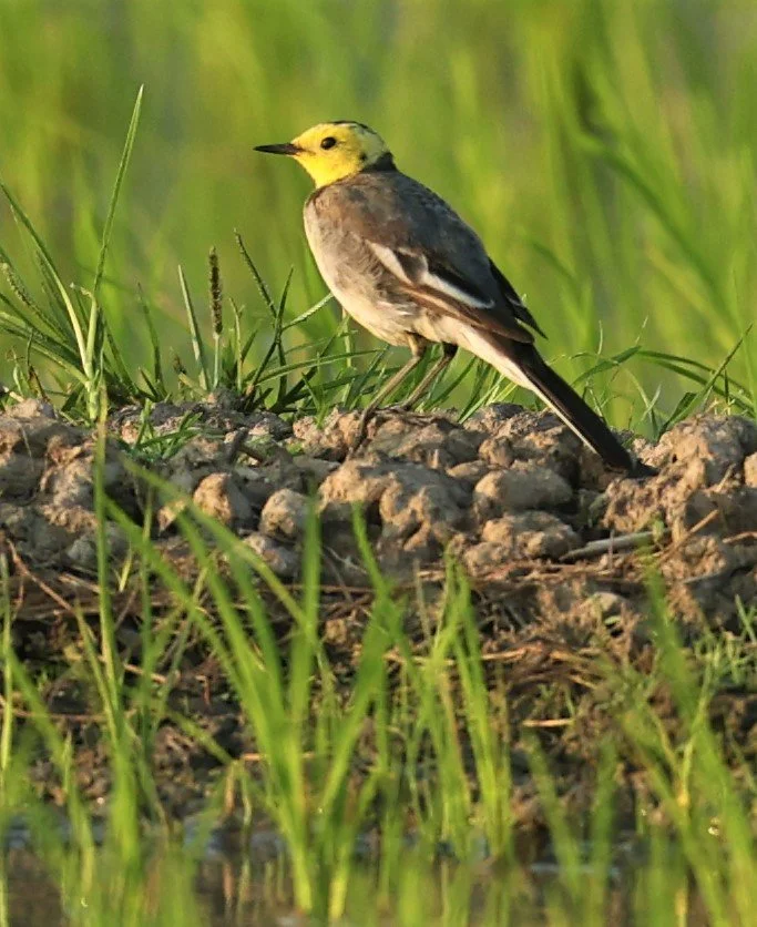 CITRINE WAGTAIL - Motacilla citreola - TATHORN RICEFIELDS CHIANG MAI FEB 2022 (85).jpg