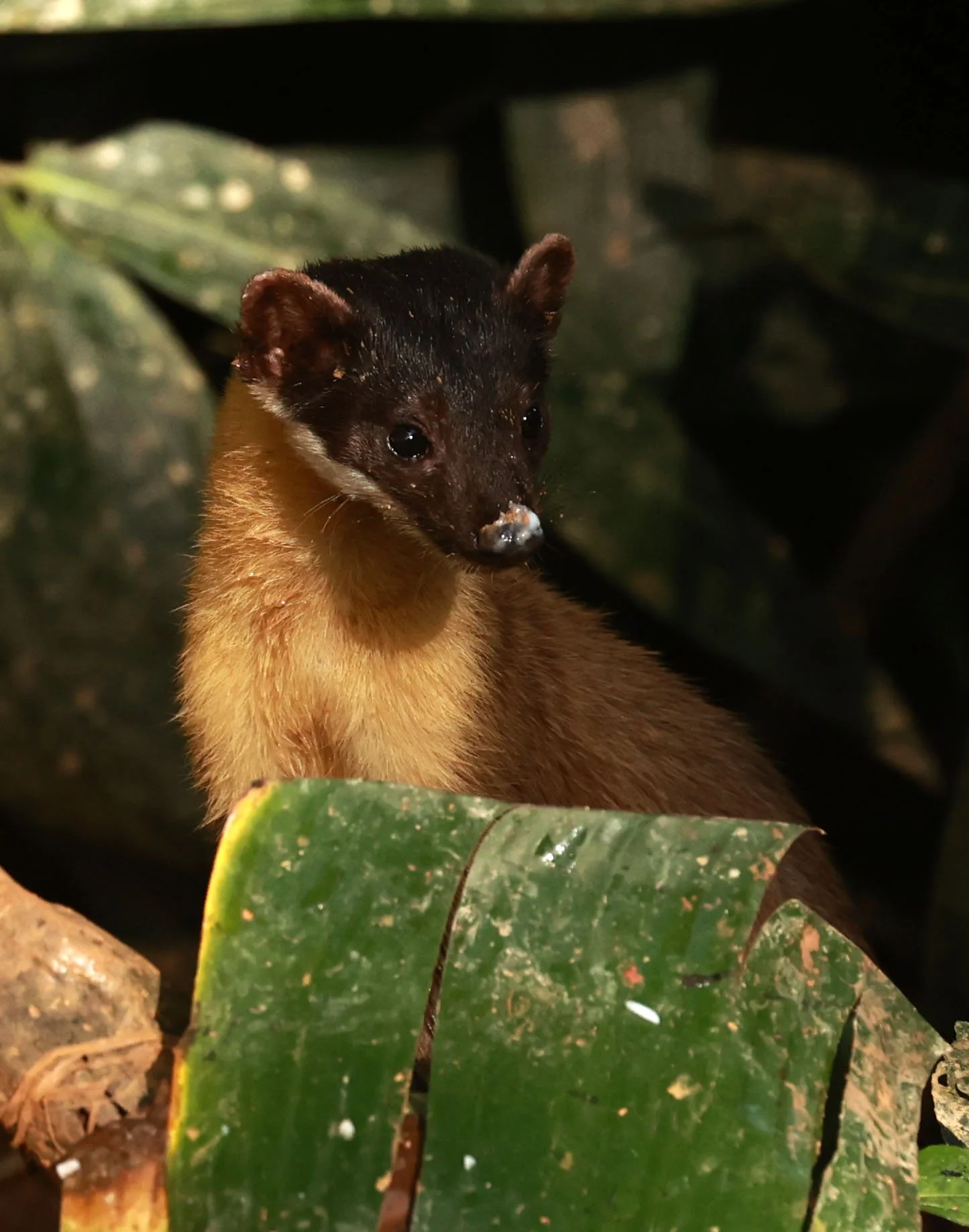 Martes flavigula - Yelow-throated Marten - Kaeng Krachan NP, Phanoen Thung Camp Nover 18 23 (92).jpg