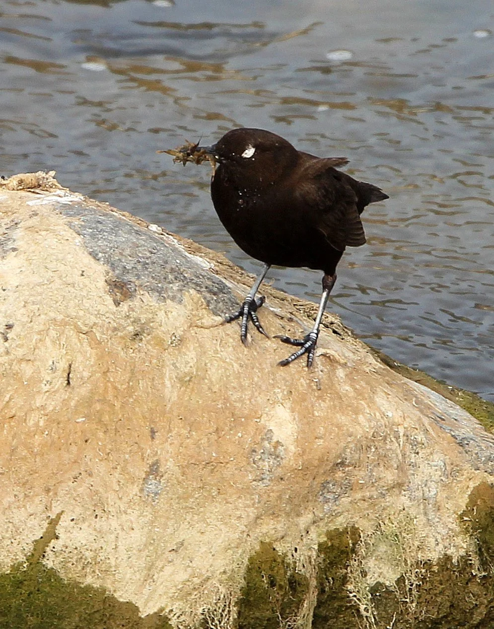 Brown dipper (Cinclus pallasii) Foping City Shaanxi China (2).JPG