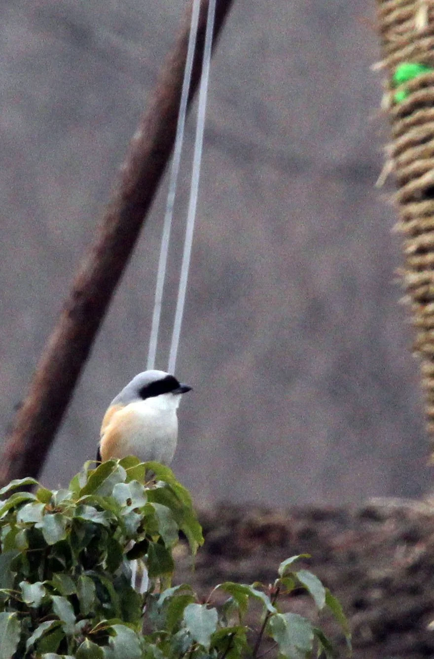 Long-tailed Shrike (Lanius schach) Lake Tai Jiangsu Province China (1).JPG