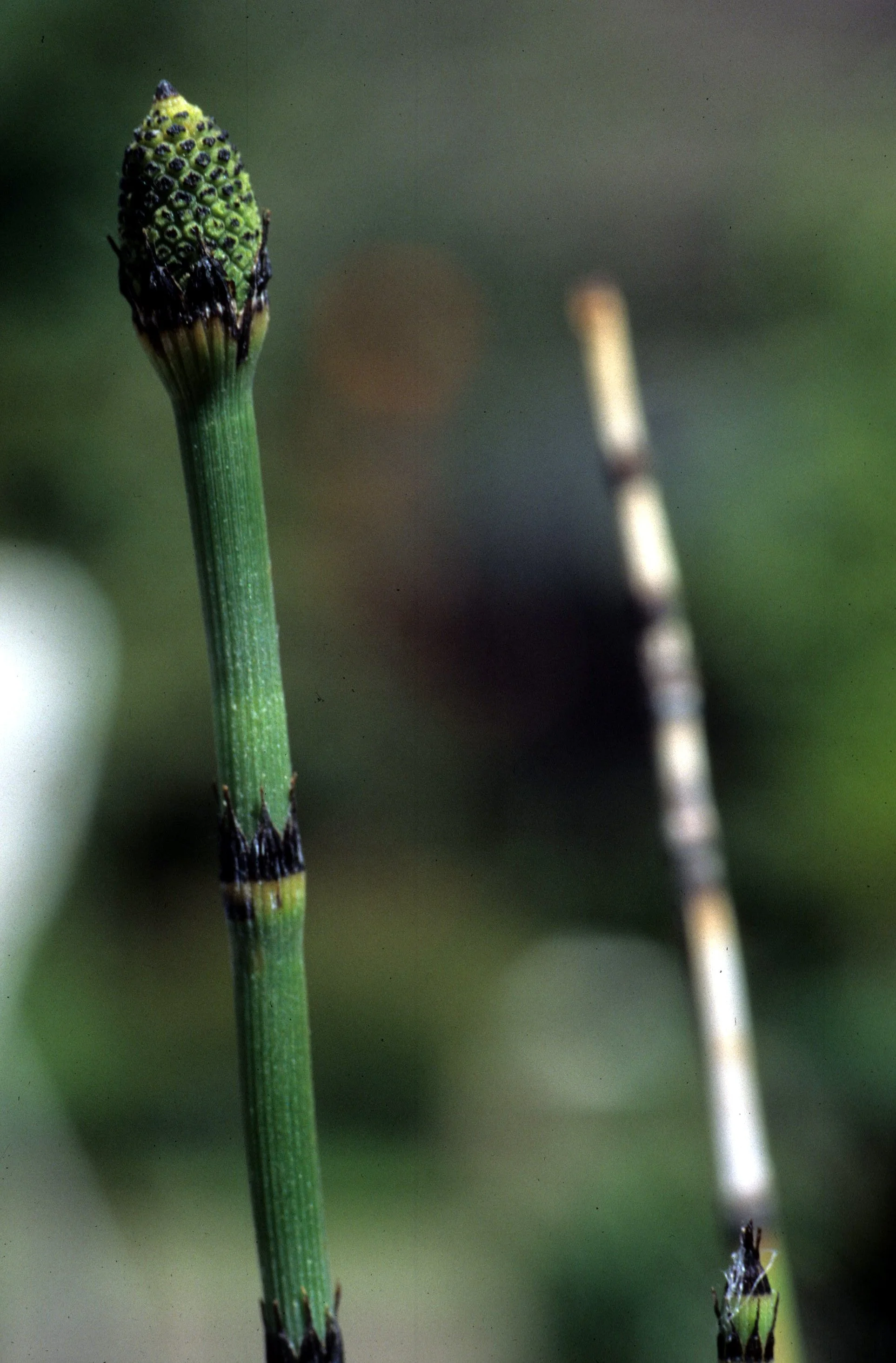 CALIFORNIA - MUIR WOODS - EQUISITUM SPECIES (2).jpg