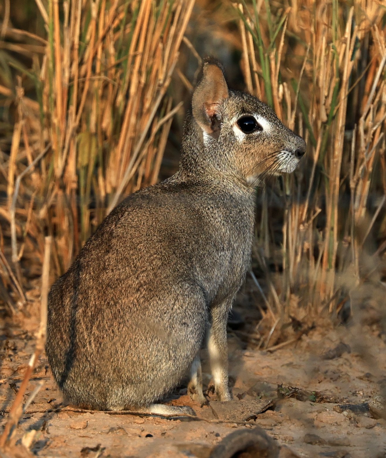 Chacoan Mara (Dolichotis salinicola) Aurora Chaquena Reserve, Neuland Mennonite Colony Paraguay (27).jpg