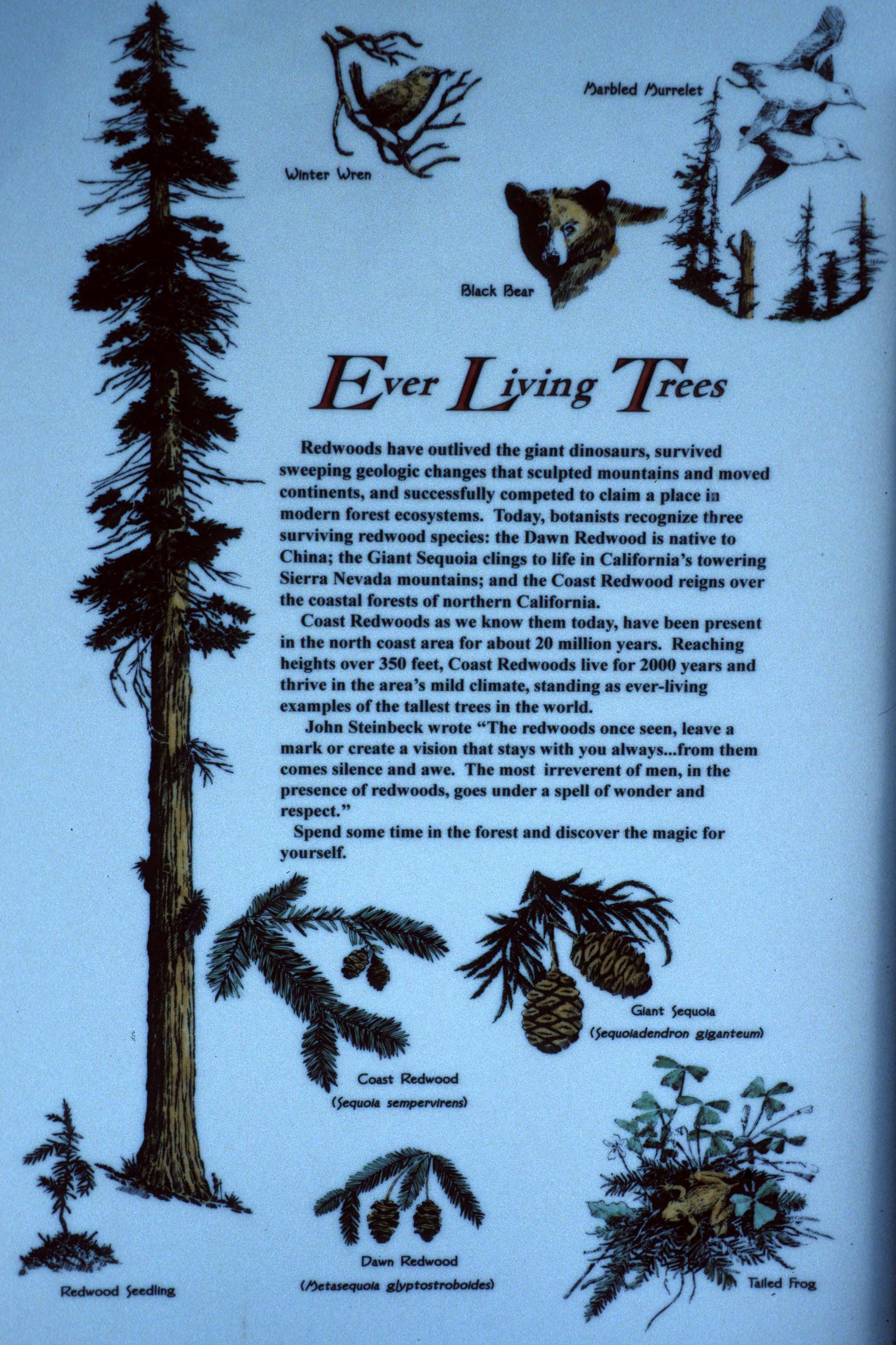 CALIFORNIA - REDWOODS NP - SEQUOIA SEMPERVIRENS ECOLOGY.jpg