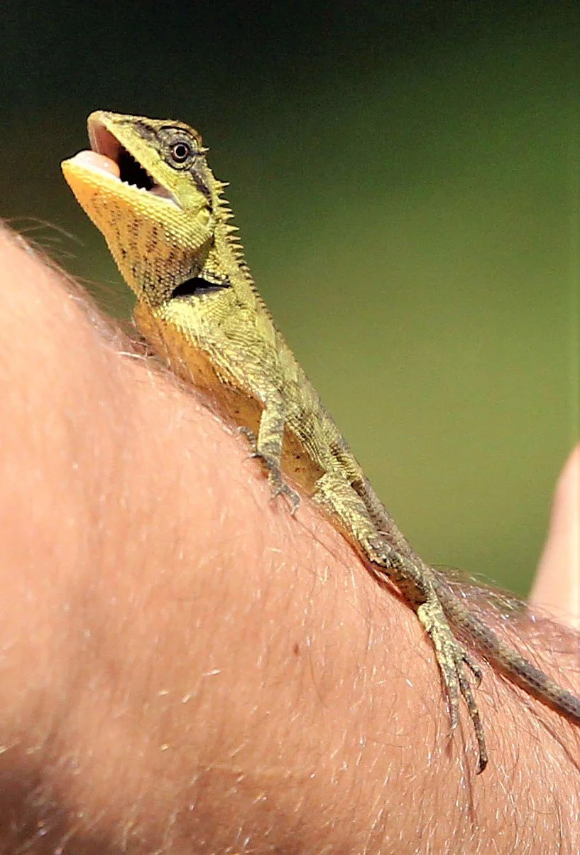 Forest or Emma's Crested Lizard (Calotes emma)