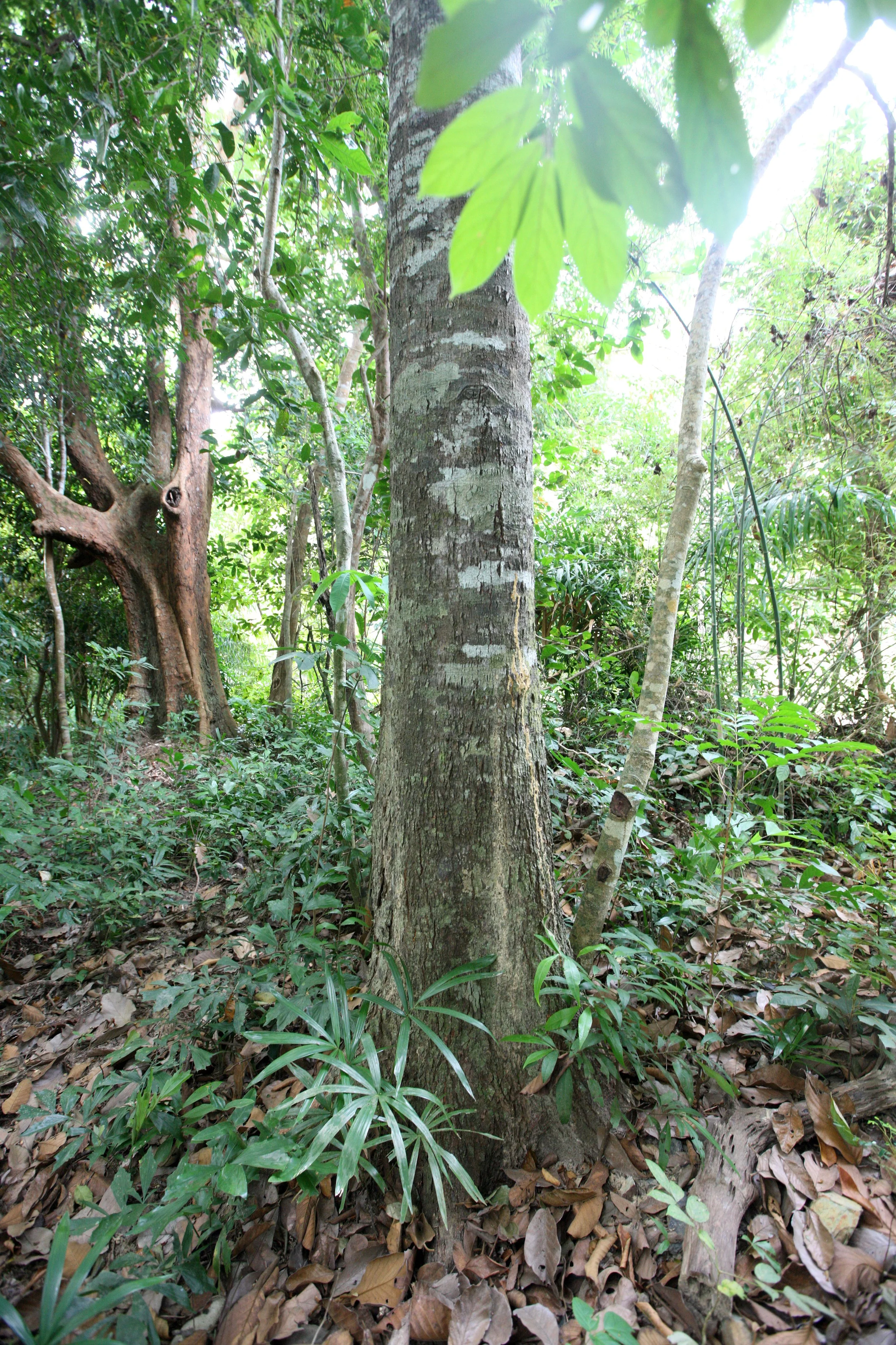 LANTA ISLAND - OUR PROPERTY - WINTER 2011 (8).JPG