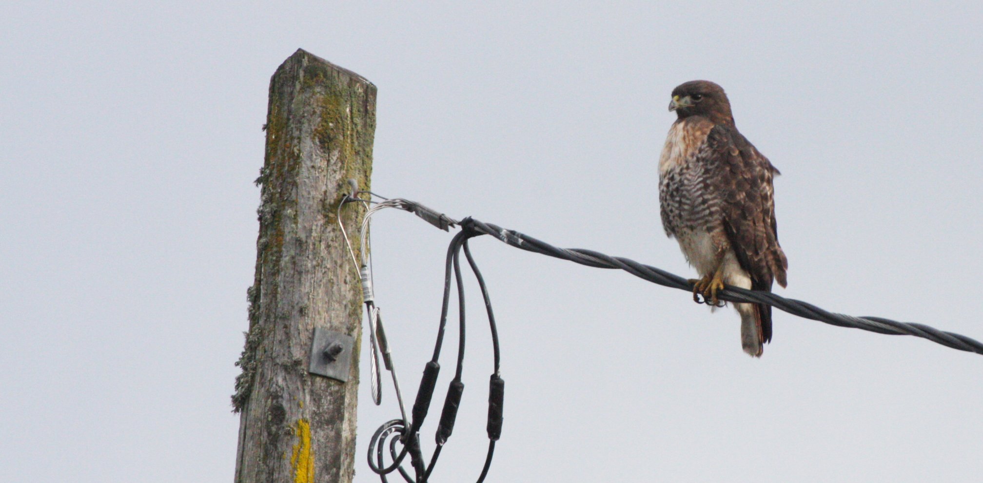 Buteo jamaicensis - RED-TAILED HAWK - JAMESTOWN WA (38).JPG