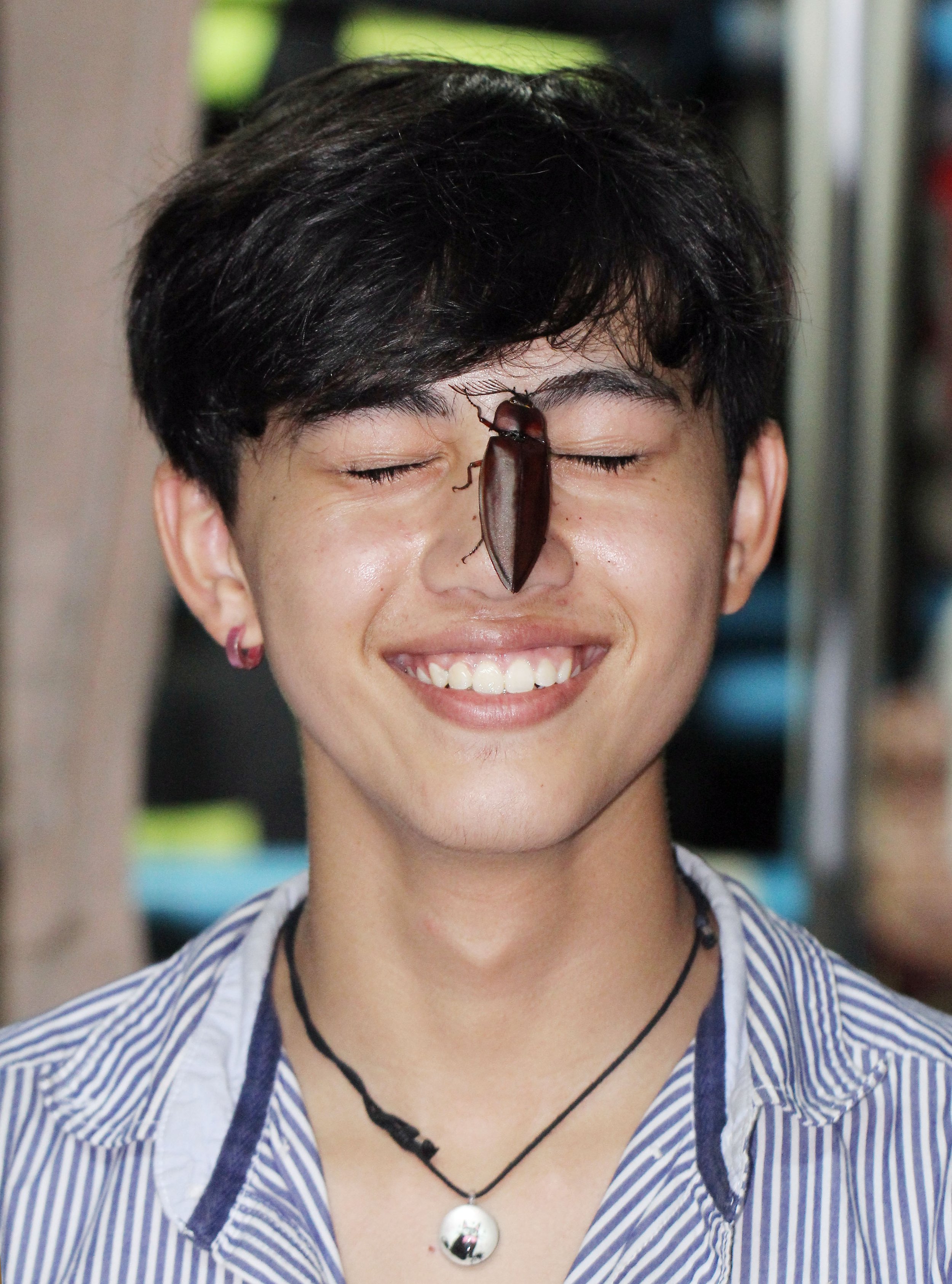 Oxynopterus auduoin - Giant Click Beetle - Koh Lanta, Thailand (39).JPG