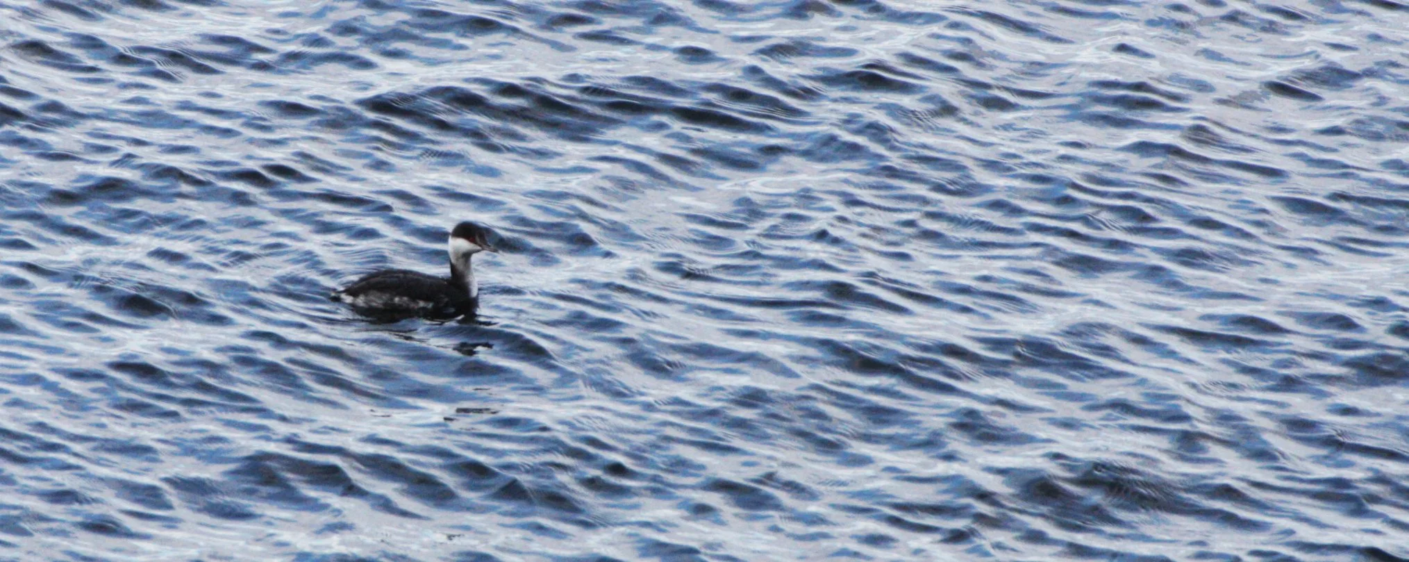 Horned Grebe (Podiceps auritus) Winter Plumage Sequim Washington (4).JPG