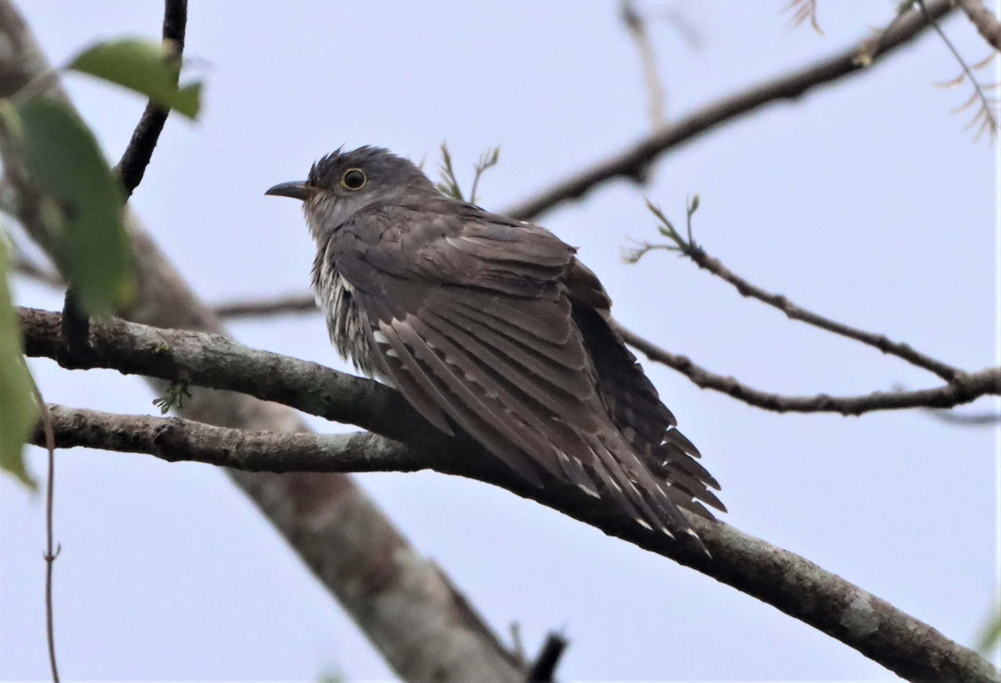 Indian Cuckoo (Cuculus micropterus) Kaeng Krachan NP Thailand (10).jpg