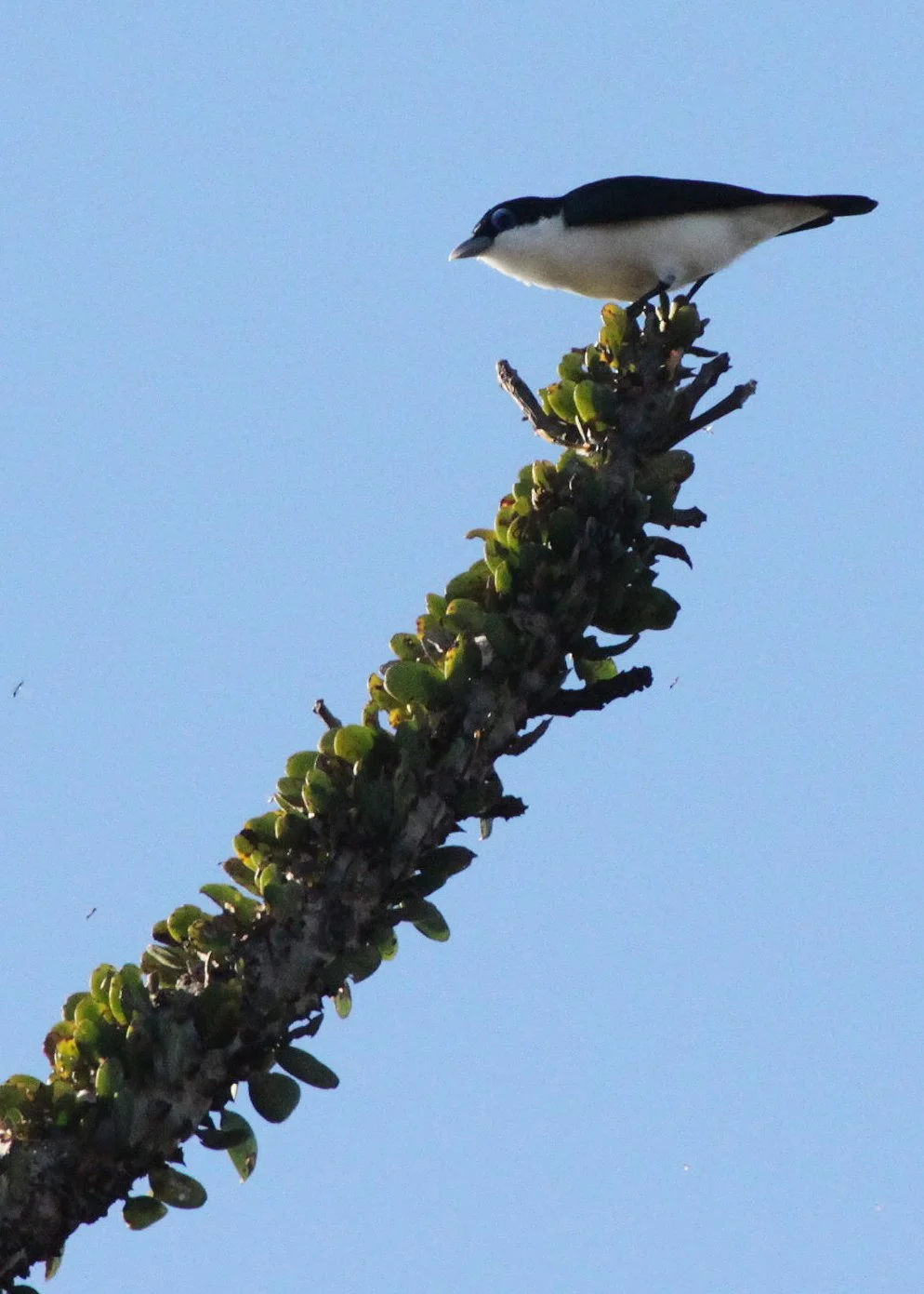 Leptopterus chabert - Chabert Vanga - Berenty Reserve, Madagascar (11).JPG