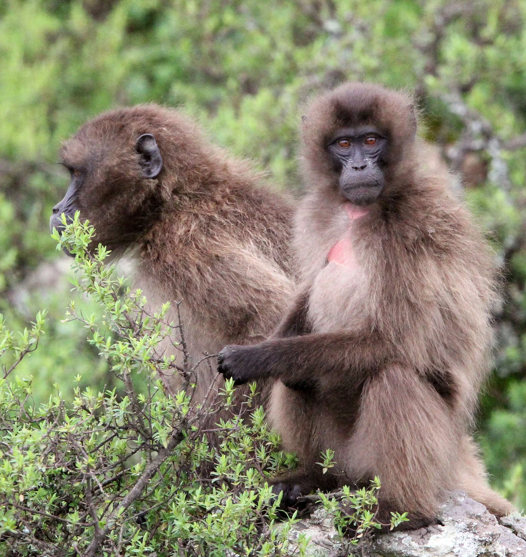 CERCOPITHECIDAE - Theropithecus gelada - GELADA - SIMIEN MOUNTAINS NATIONAL PARK ETHIOPIA (1756).JPG