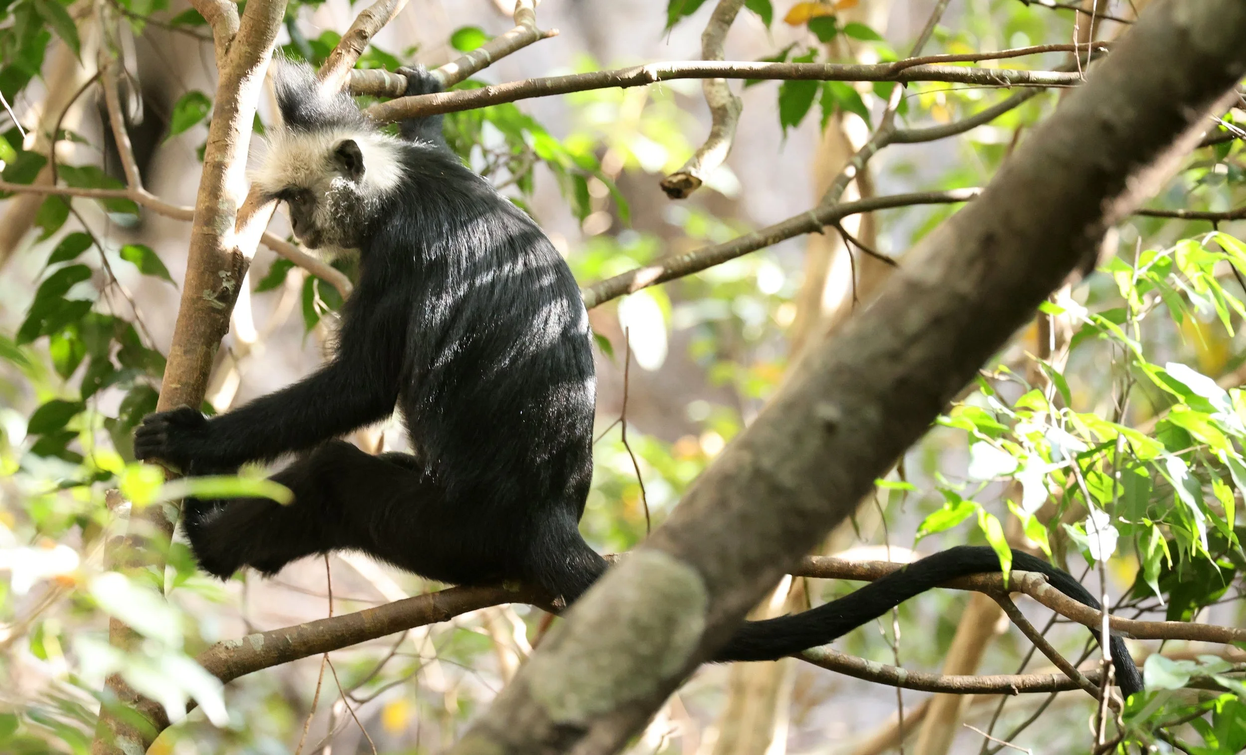 Laotian Langur or White-browed Black Langur (Trachypithecus laotum) The Rock Viewpoint, Khammouane Province Laos (56).jpg